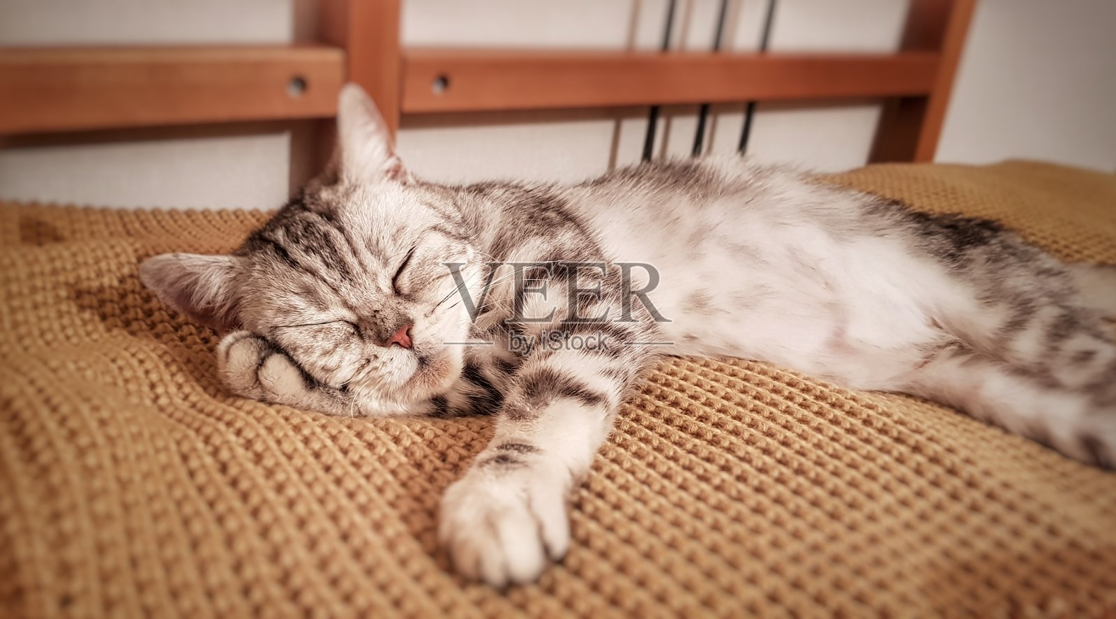 当你找到一个家…照片摄影图片