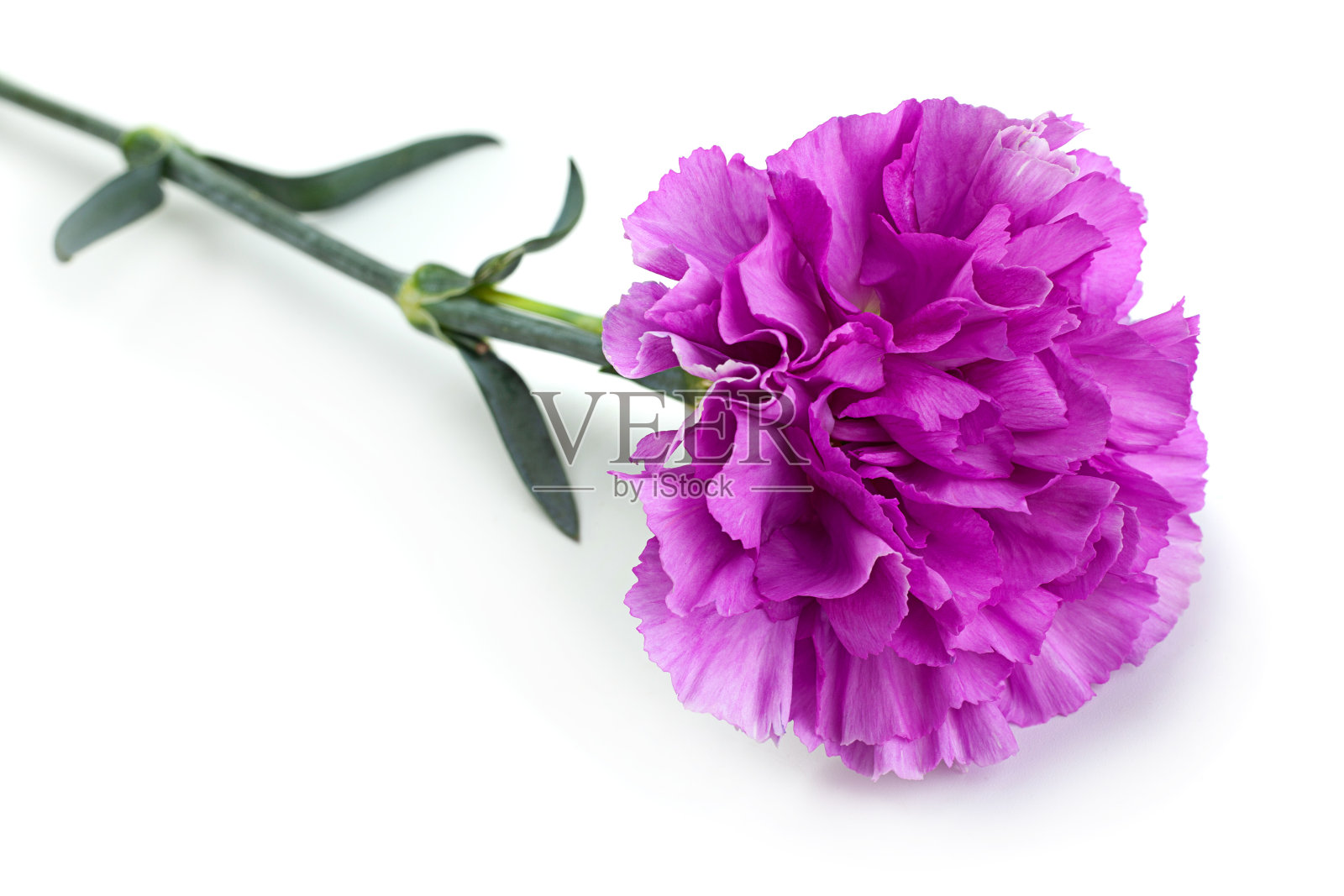 粉红色康乃馨花照片摄影图片