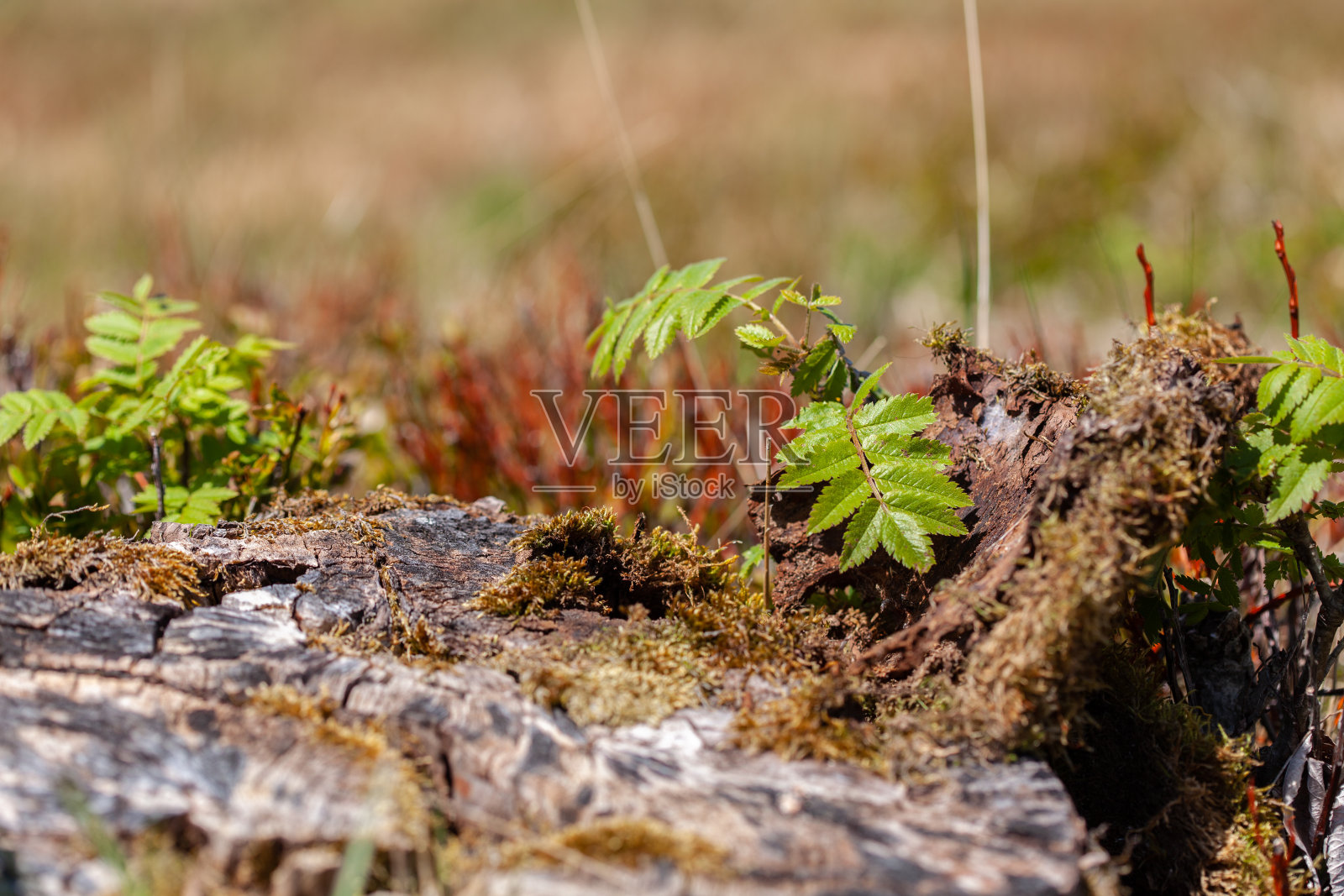 花梨树老存根附近的嫩叶照片摄影图片