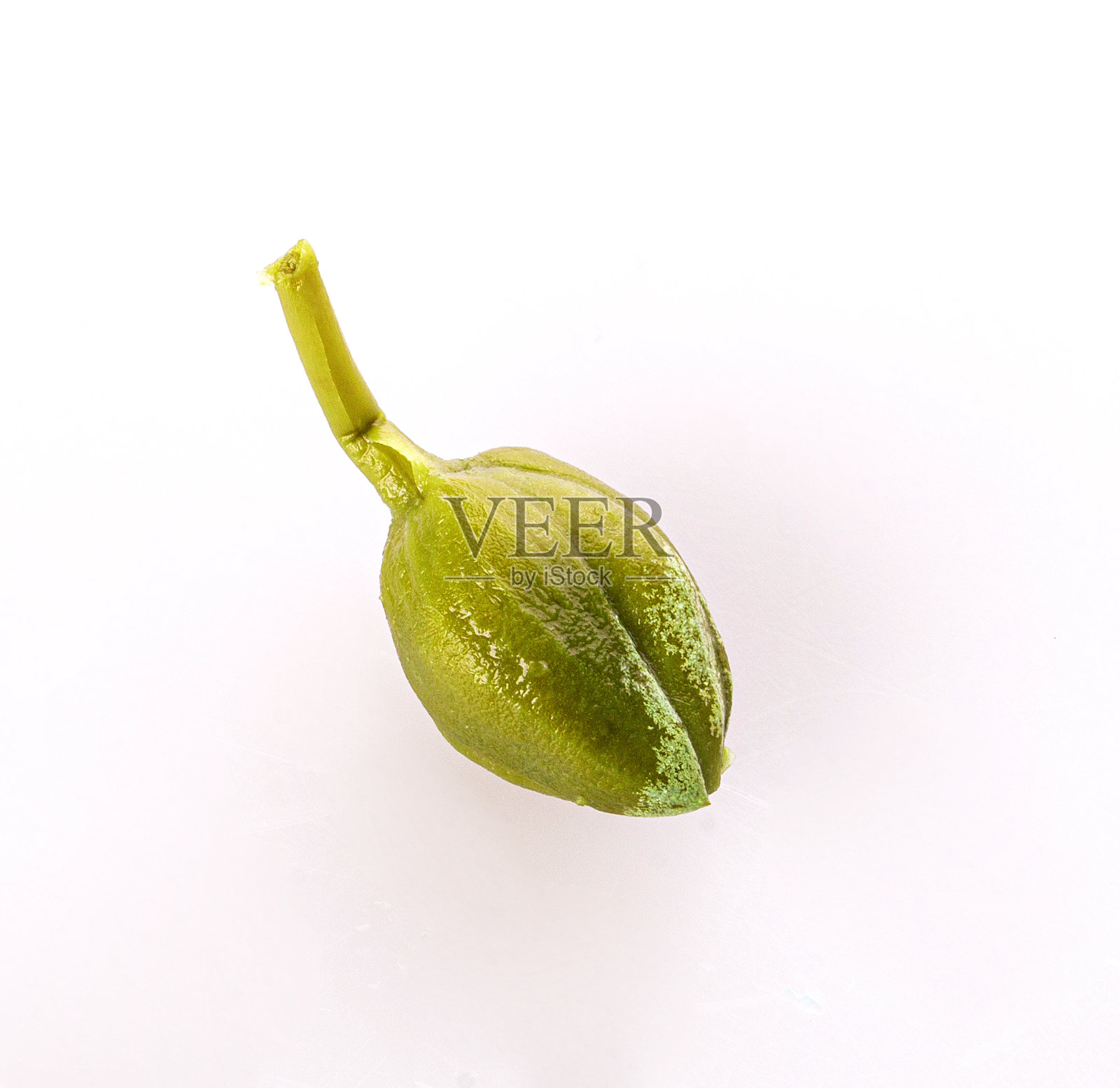 在白色背景上有百里香小枝的山豆照片摄影图片