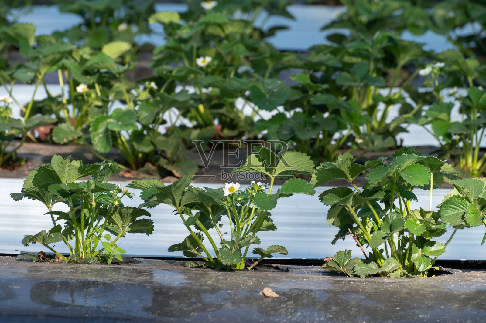 草莓果实的栽培采用塑料栽培法，植物生长在塑料覆盖在步入式温室隧道照片摄影图片