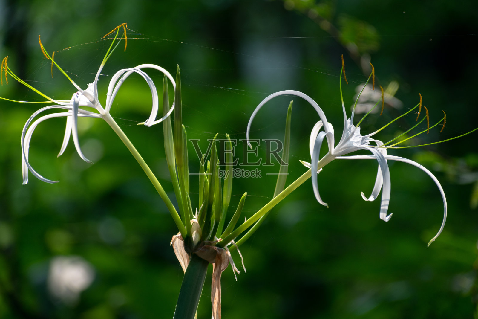 美丽的海滩蜘蛛百合(Hymenocallis littoralis)孤立在绿色模糊的背景。照片摄影图片