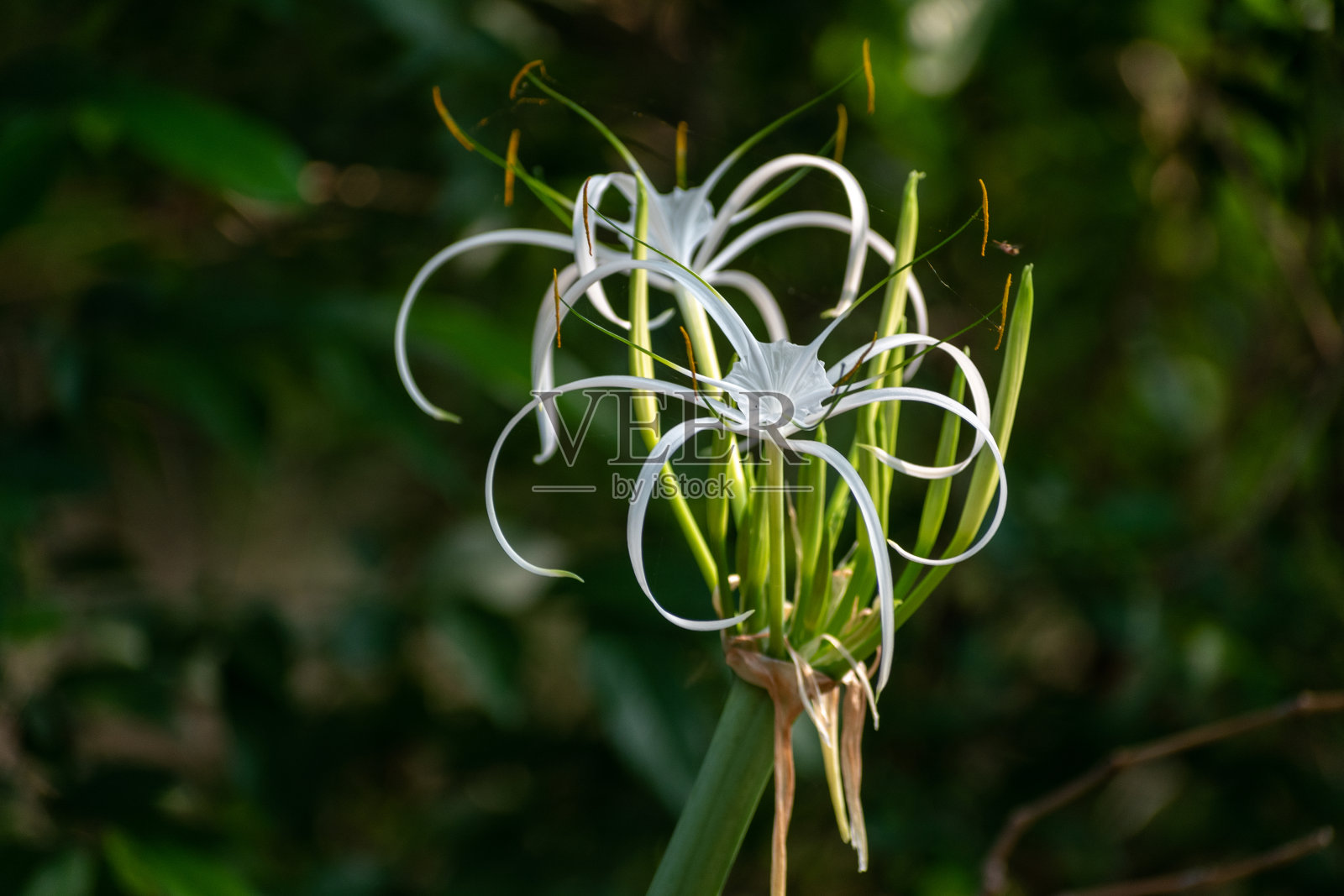 美丽的海滩蜘蛛百合(Hymenocallis littoralis)孤立在绿色模糊的背景。照片摄影图片
