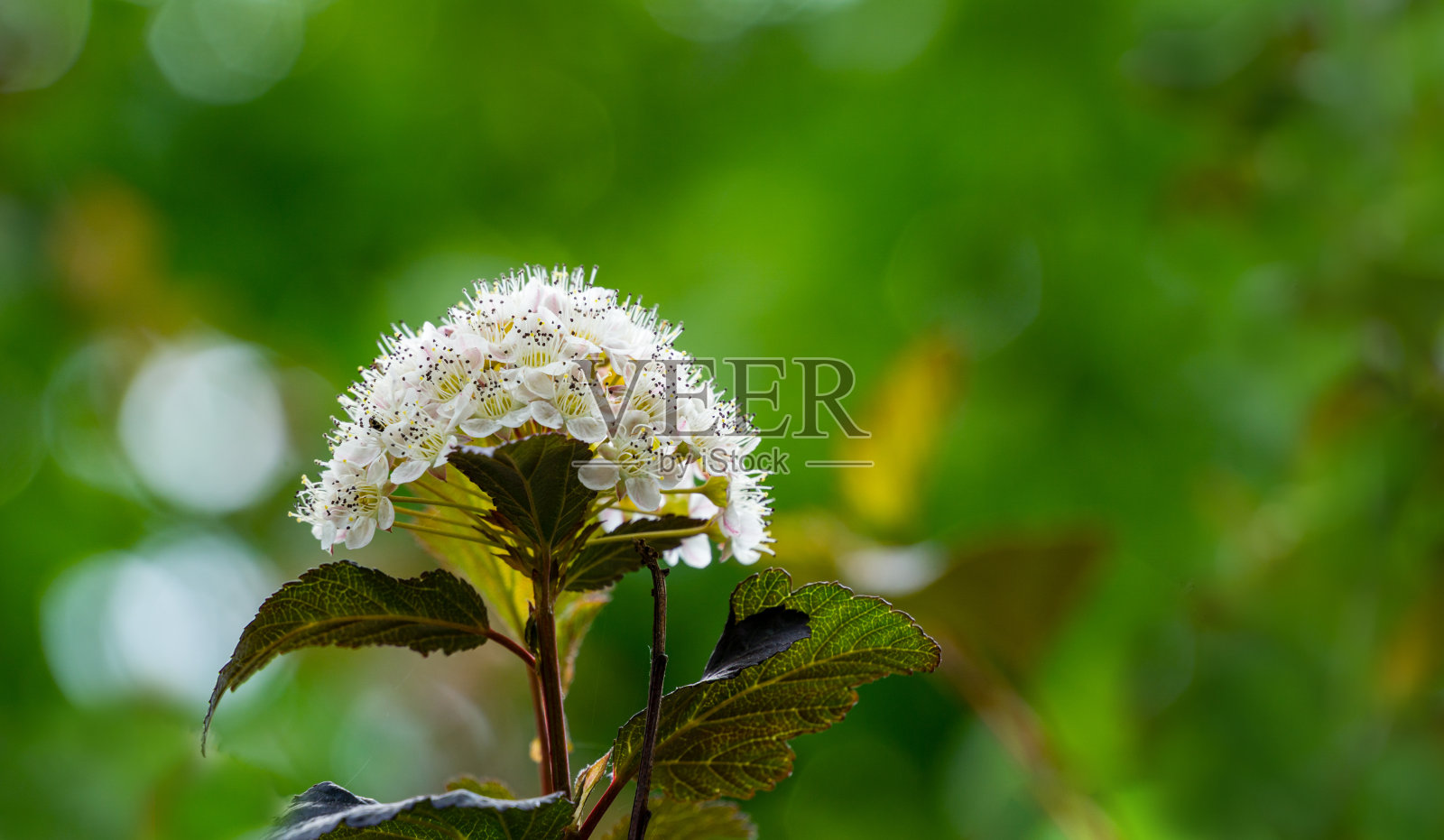 白花的近距离拍摄，黄竹或九树皮与绿色背景上的紫色叶子。有选择性的重点。花卉景观以自然为背景的概念。这里有放置文本的地方照片摄影图片