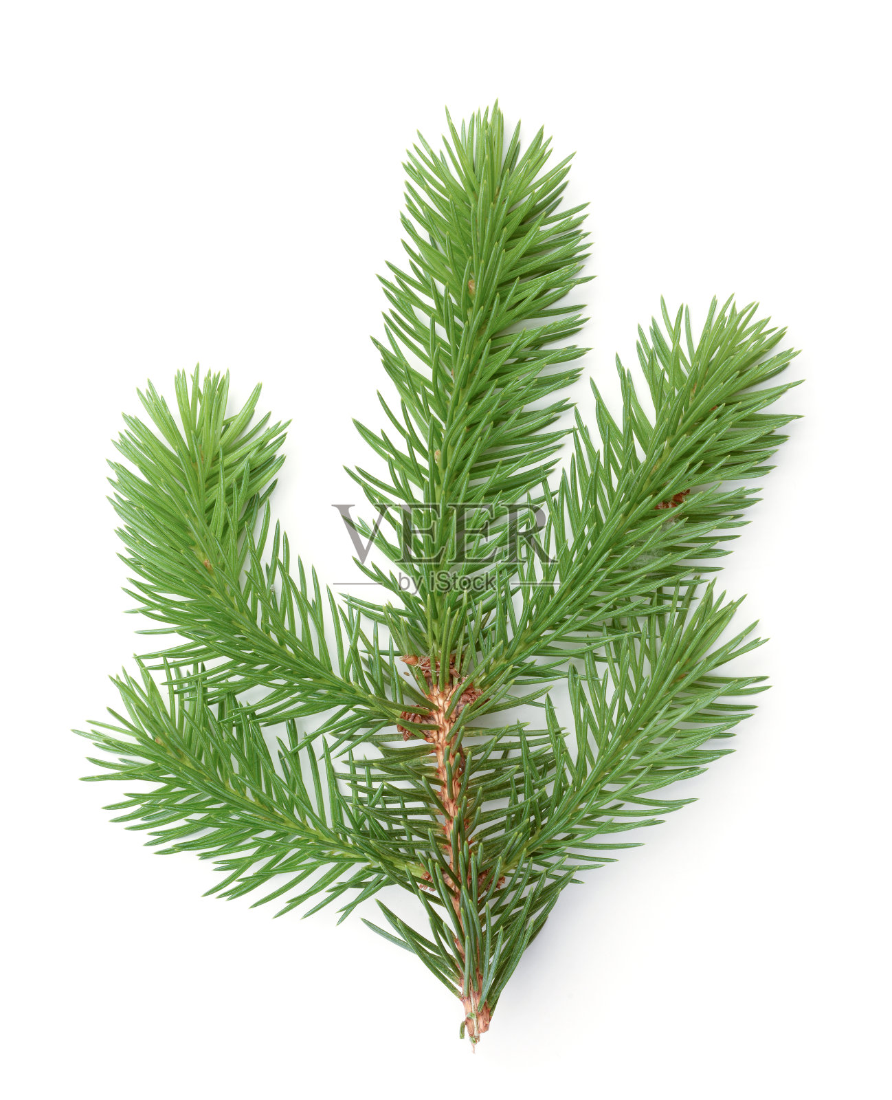 在白色上孤立的新鲜冷杉枝。照片摄影图片