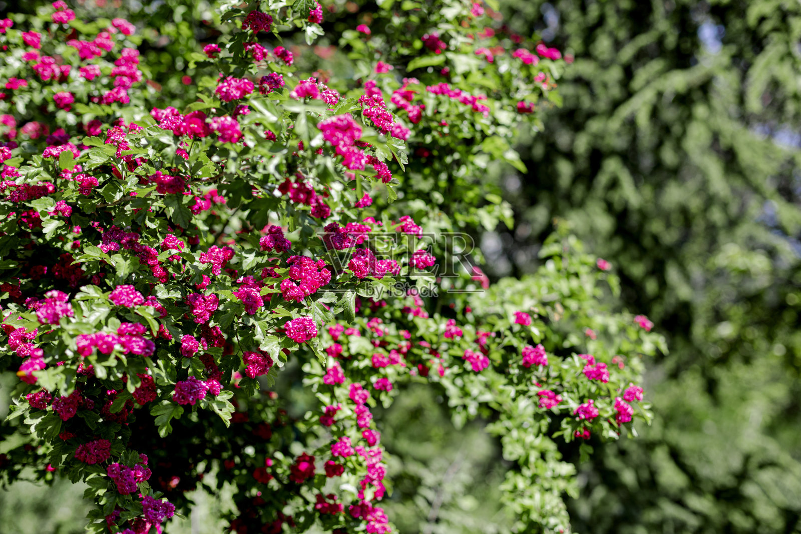 春天的时间。盛开的装饰性山楂，有粉红色的小花。照片摄影图片