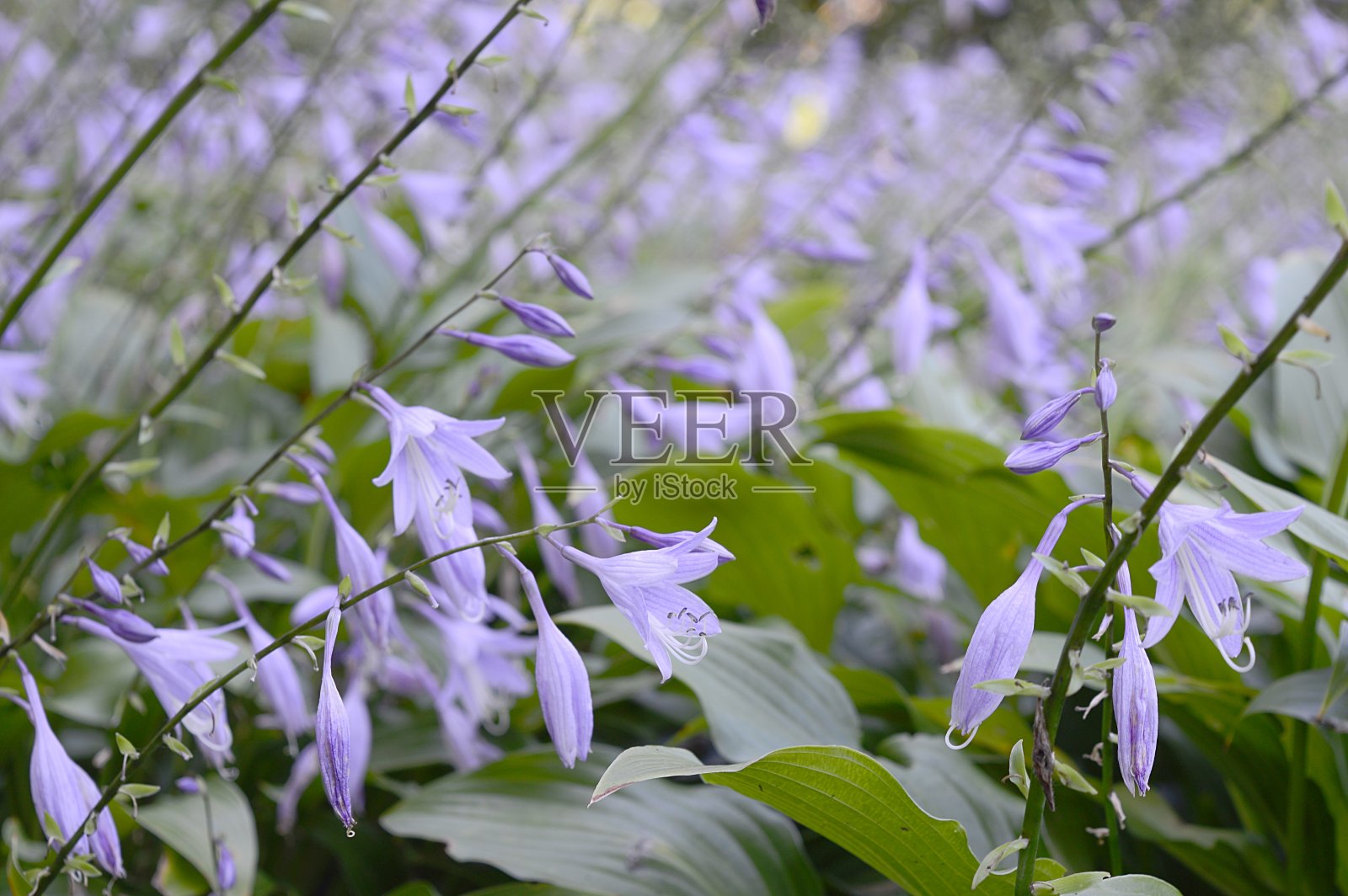 玉簪花开淡紫色的花照片摄影图片