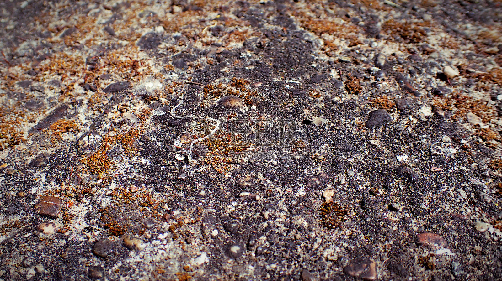 近距离观察长满苔藓的地面照片摄影图片