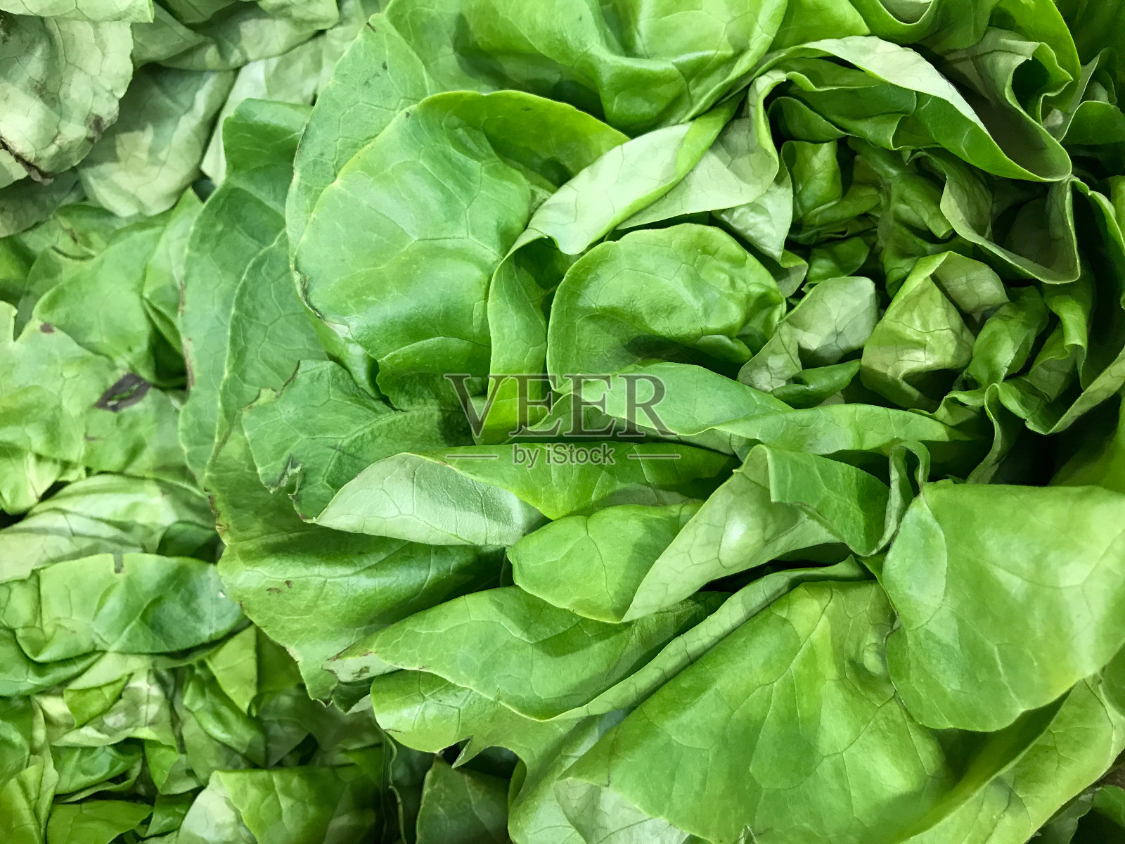 绿色的生菜。健康新鲜的食物背景。照片摄影图片