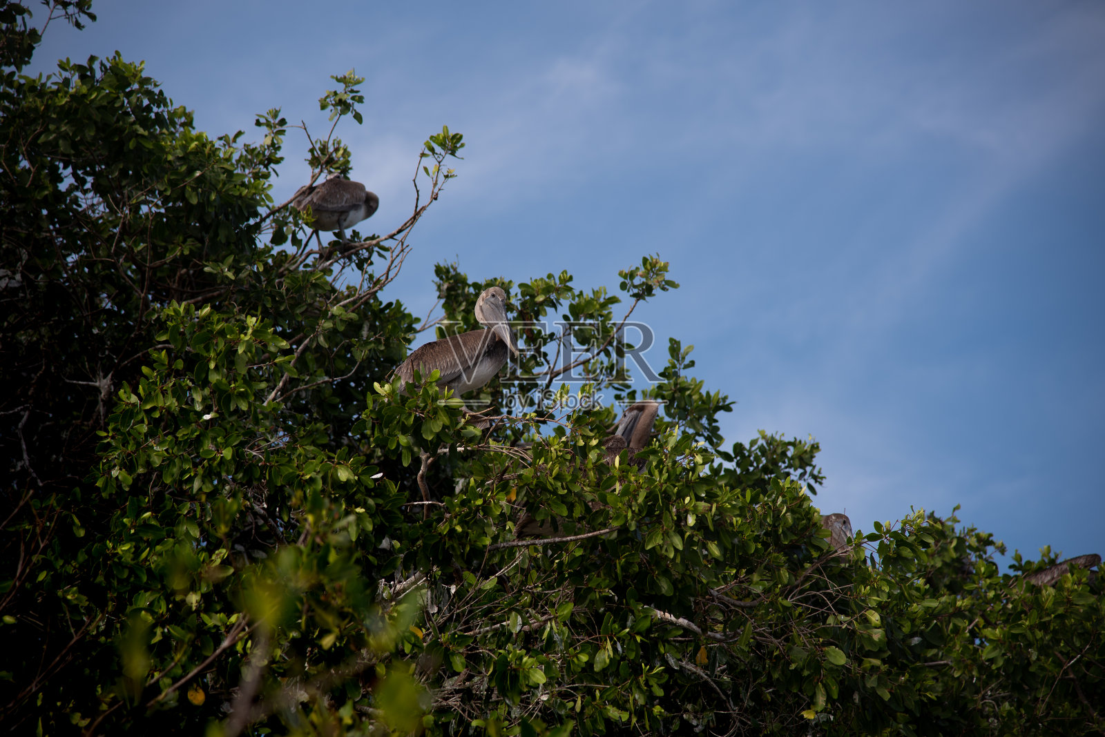 墨西哥，墨西哥热带雨林(热门旅游目的地)，鹈鹕坐在树上照片摄影图片