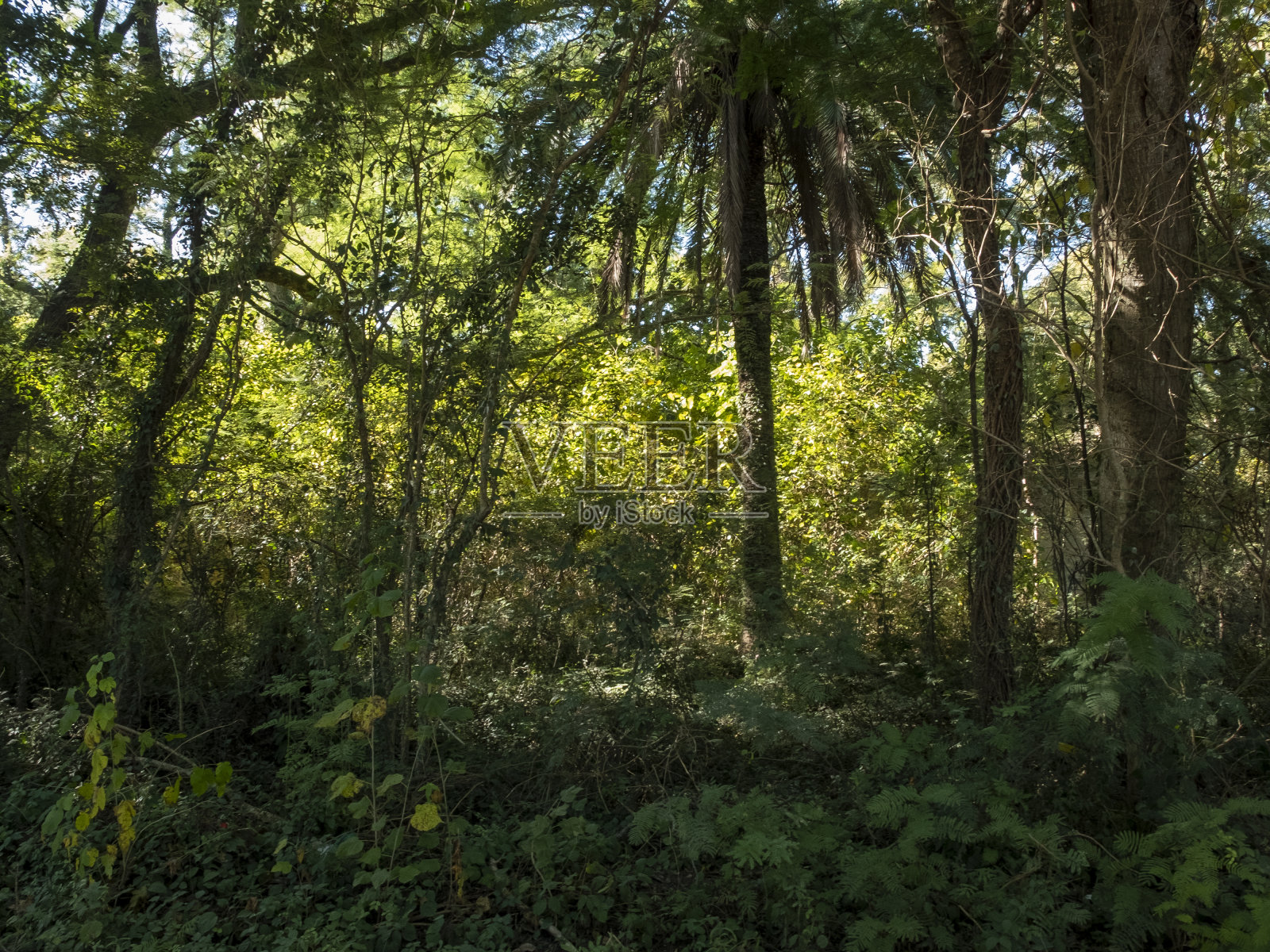 黑暗森林照片摄影图片