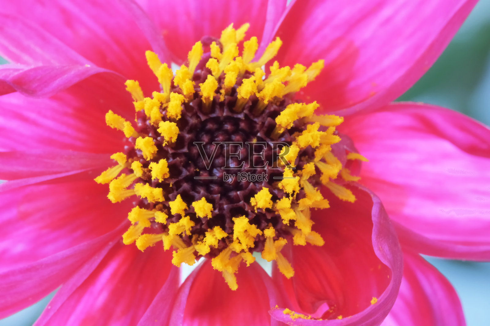 盛开的红金花照片摄影图片