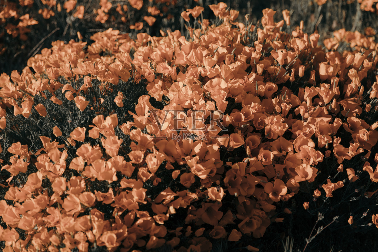 加利福尼亚羚羊谷的加利福尼亚罂粟照片摄影图片