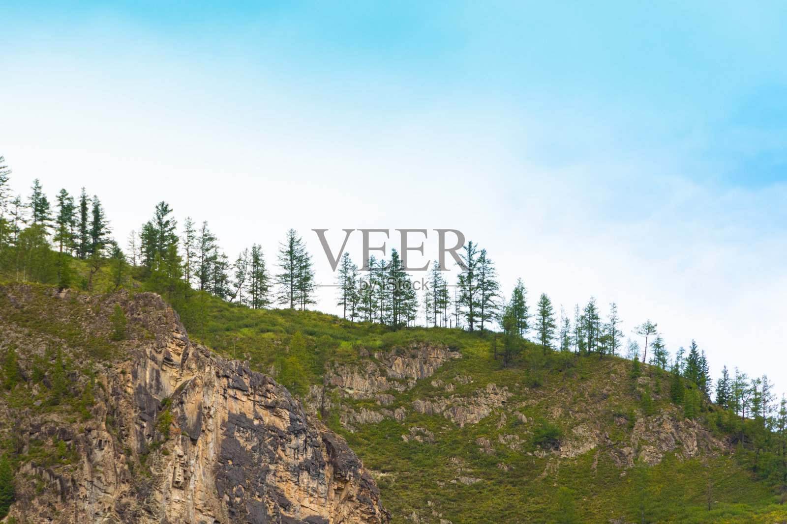 山边的云杉森林照片摄影图片