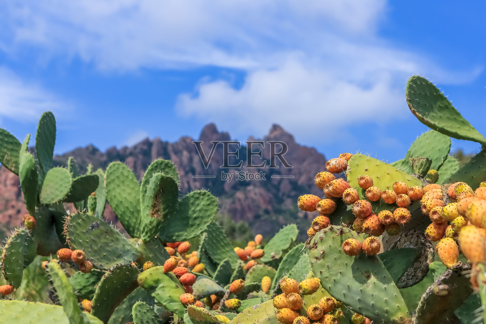 印度无花果仙人掌。地中海边的刺梨。照片摄影图片