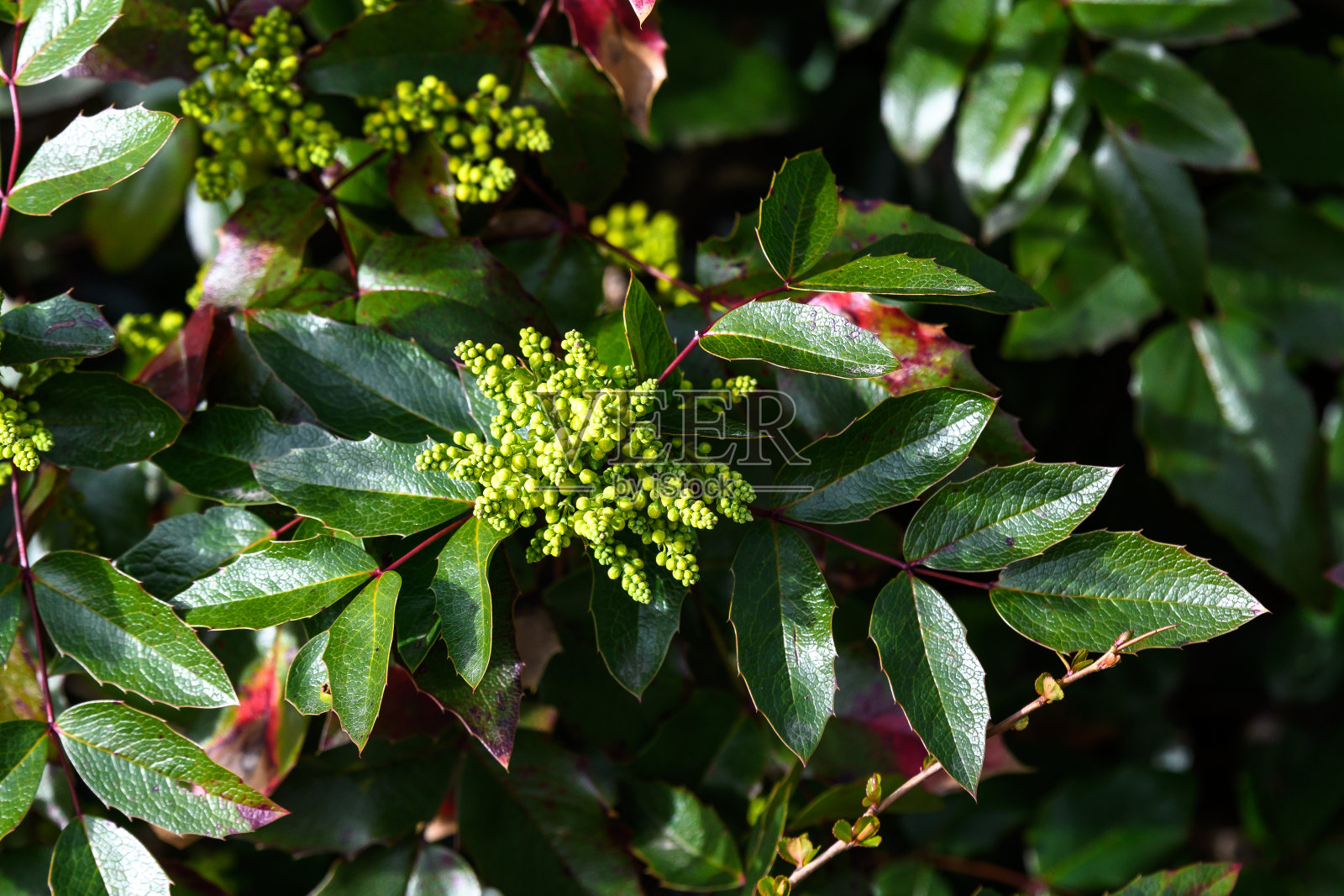 在一个阳光明媚的春日，花园里的灌木上开着许多黄色的小花和绿叶照片摄影图片