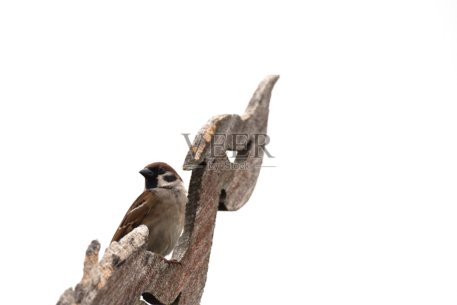 鸟栖息在树上的特写镜头照片摄影图片