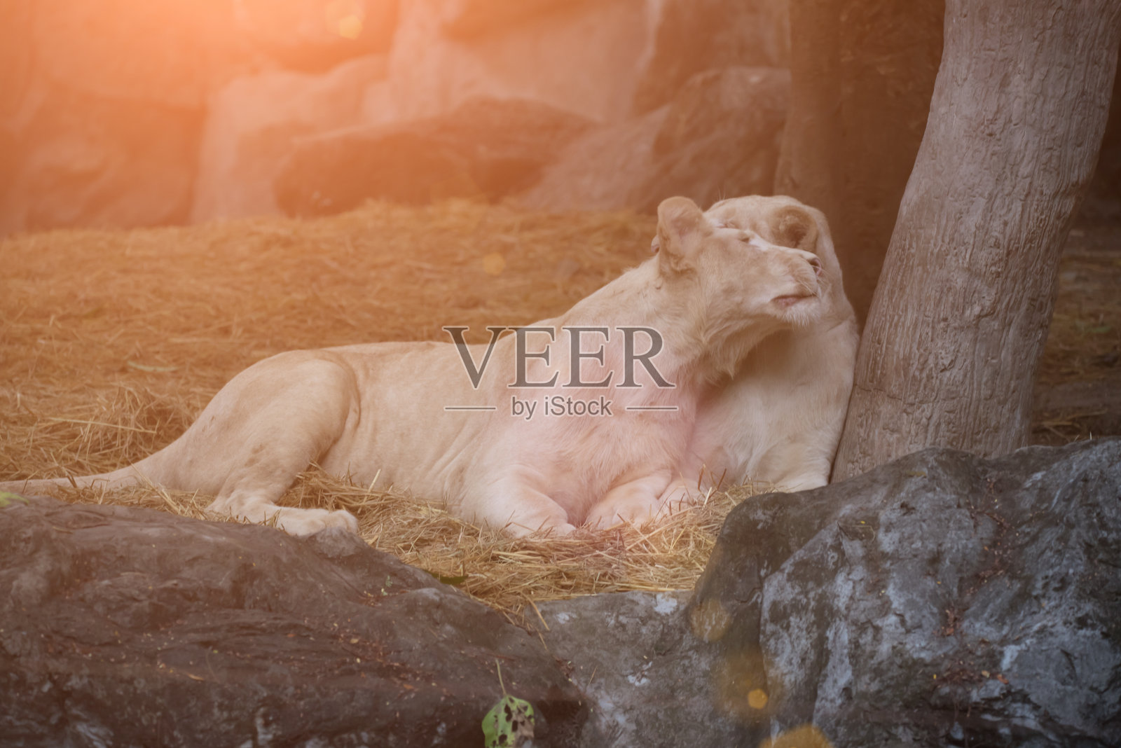 母狮照片摄影图片