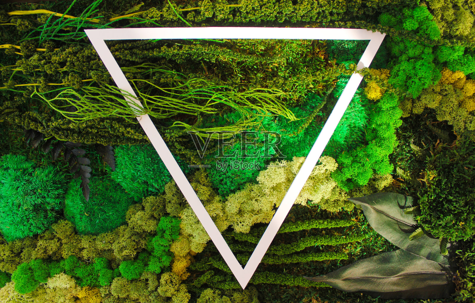 旗帜和绿色的驯鹿苔藓和树叶。专为化妆品、水疗、香水、美容美发、旅行社、花店设计异域植物。照片摄影图片