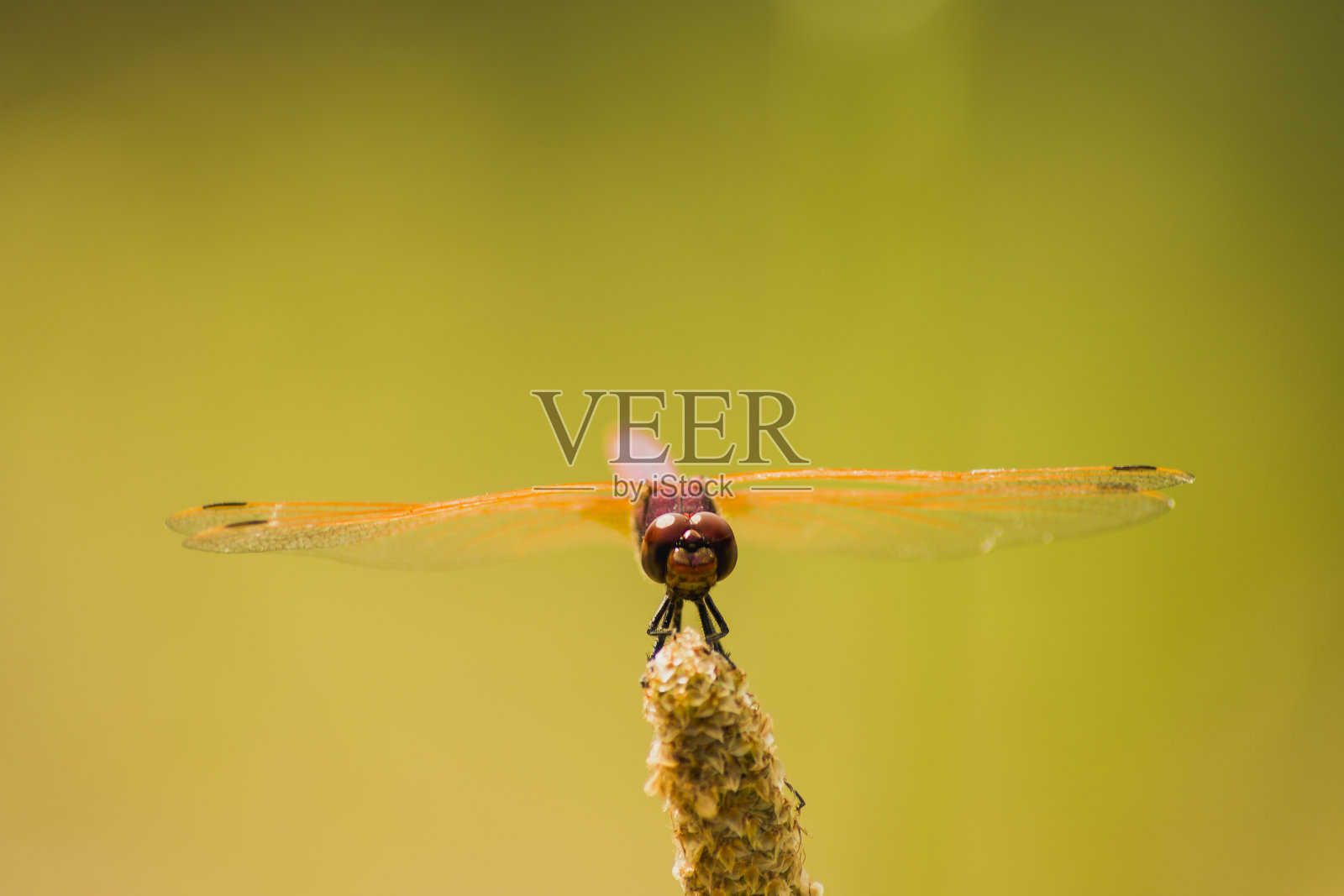 蜻蜓照片摄影图片