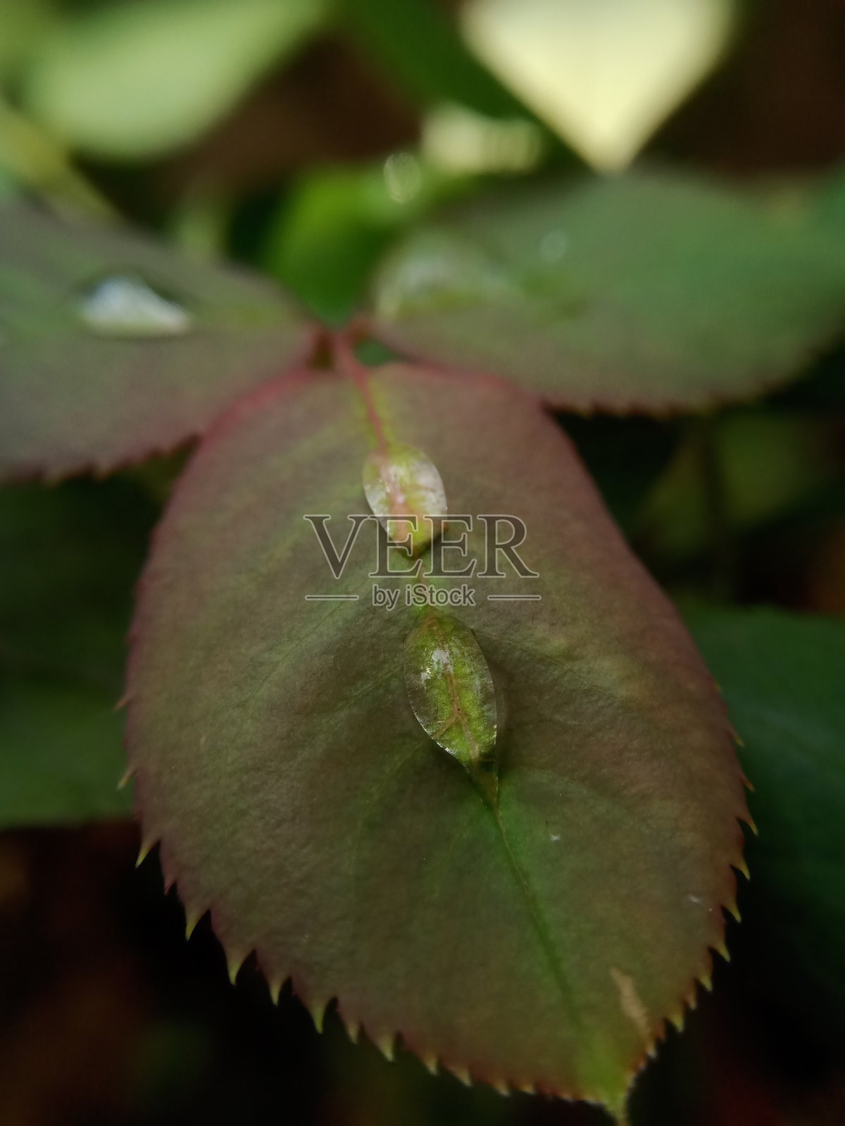 一朵玫瑰的叶子和两滴水的图像。照片摄影图片