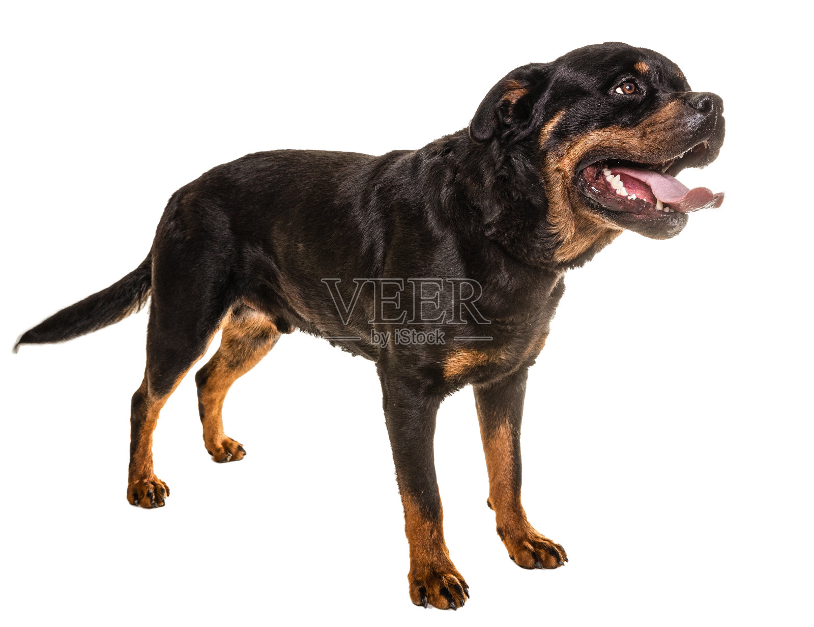 可爱的罗威纳犬的全长肖像照片摄影图片