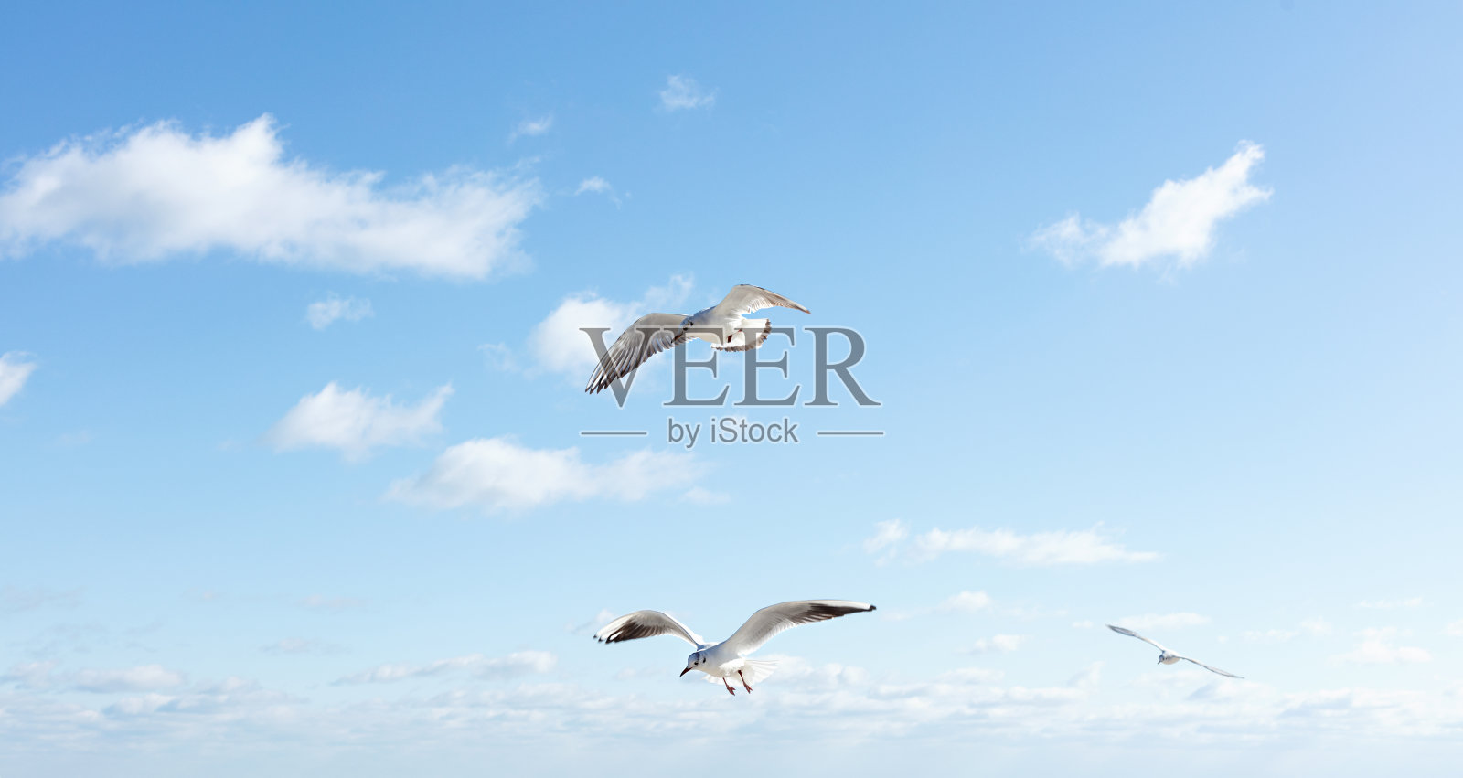 蓝天背景上美丽的海鸥。照片摄影图片