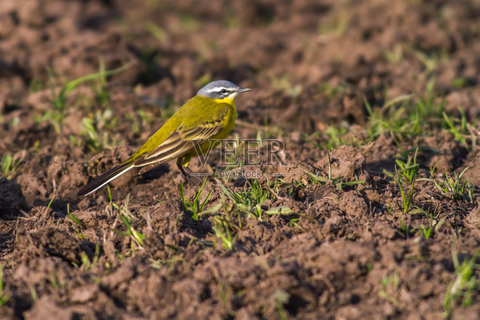 西部黄Wagtail(莫塔西拉黄)照片摄影图片