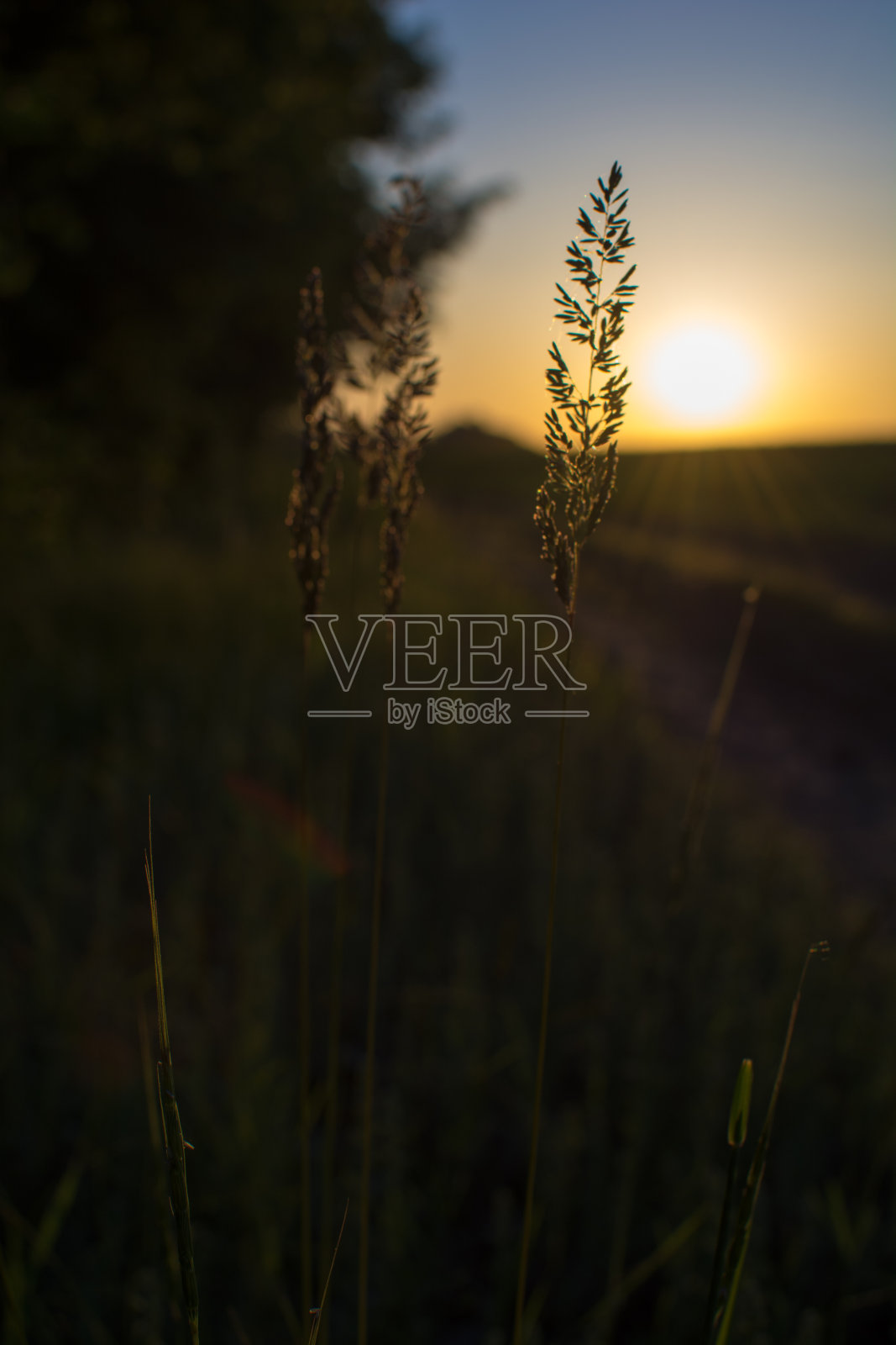 温暖的春天傍晚，在日落时分，有一片色彩鲜艳的草地。草在金色的夕阳下剪影。照片摄影图片