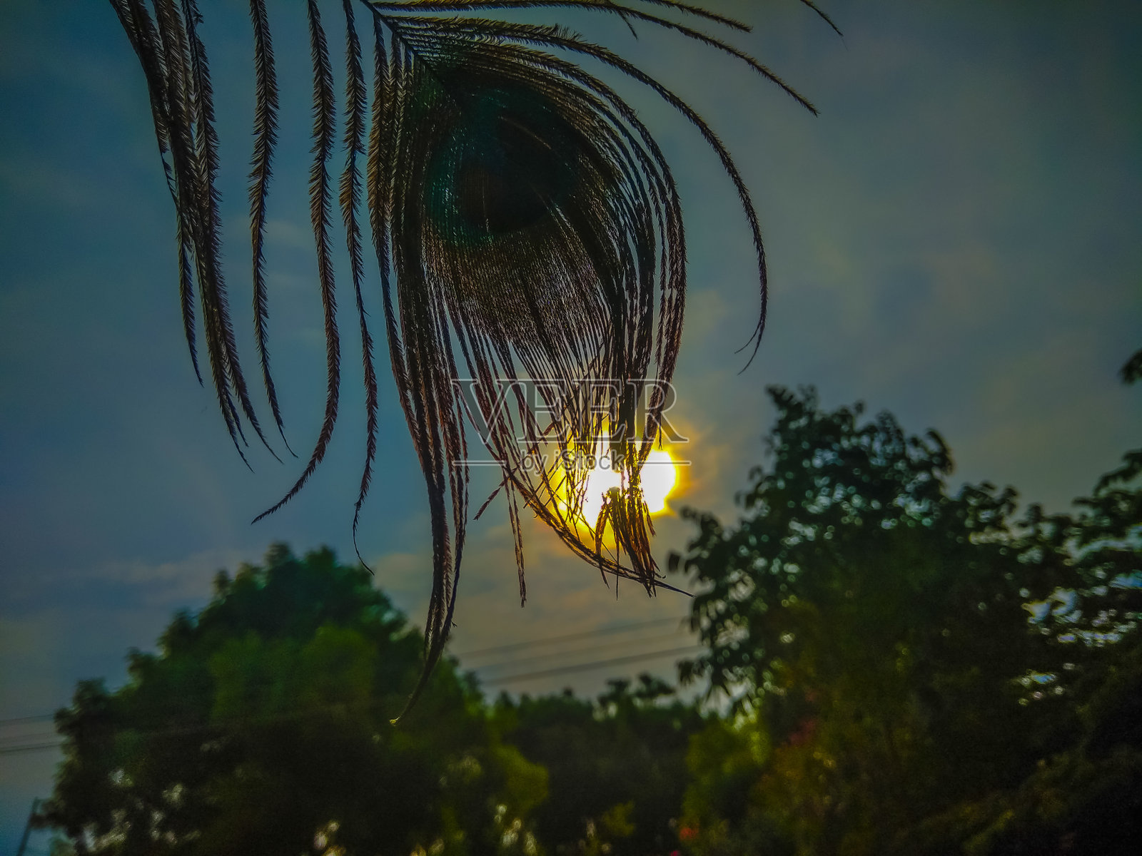 孔雀羽毛。照片摄影图片