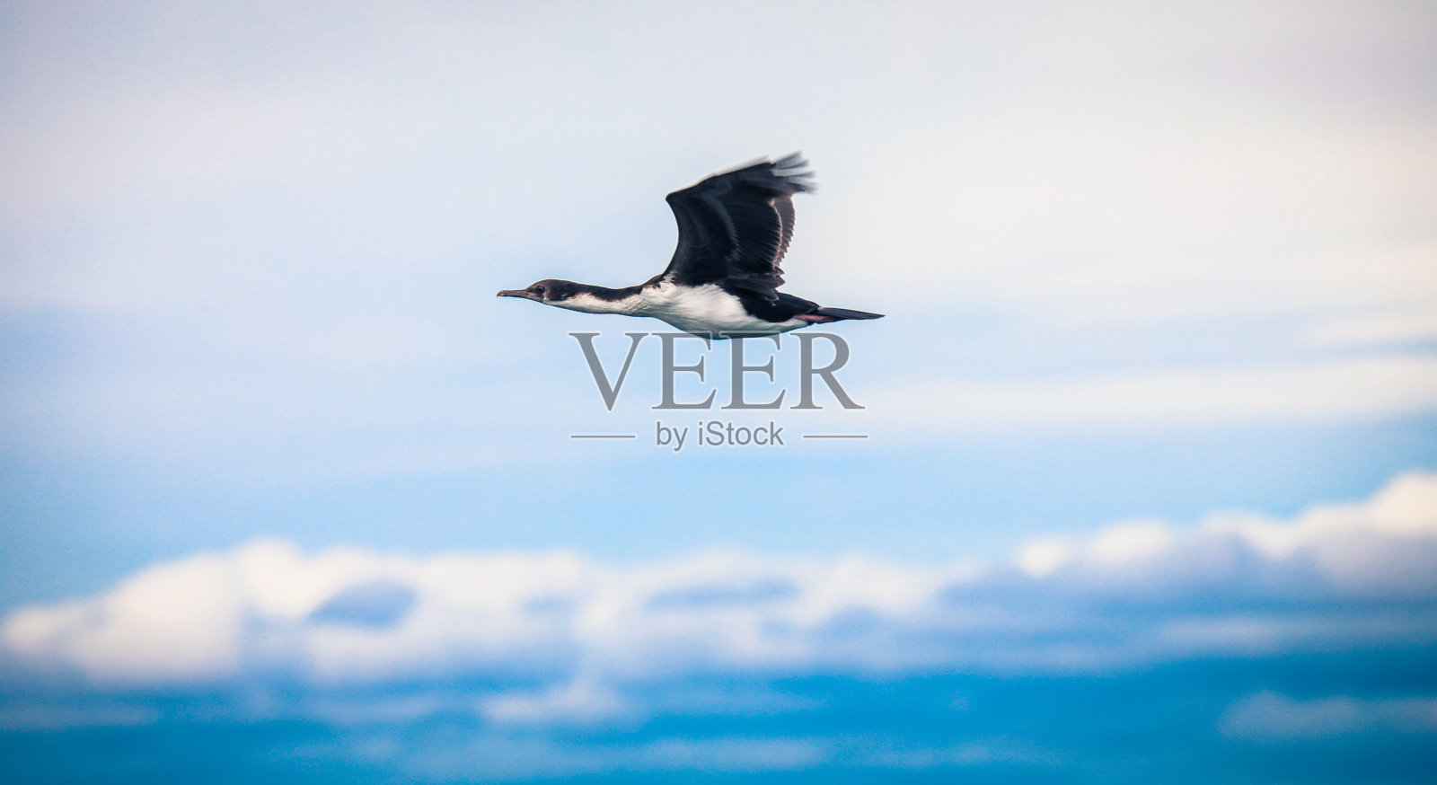 在马格达莱纳岛附近飞行的皇家鸬鹚照片摄影图片