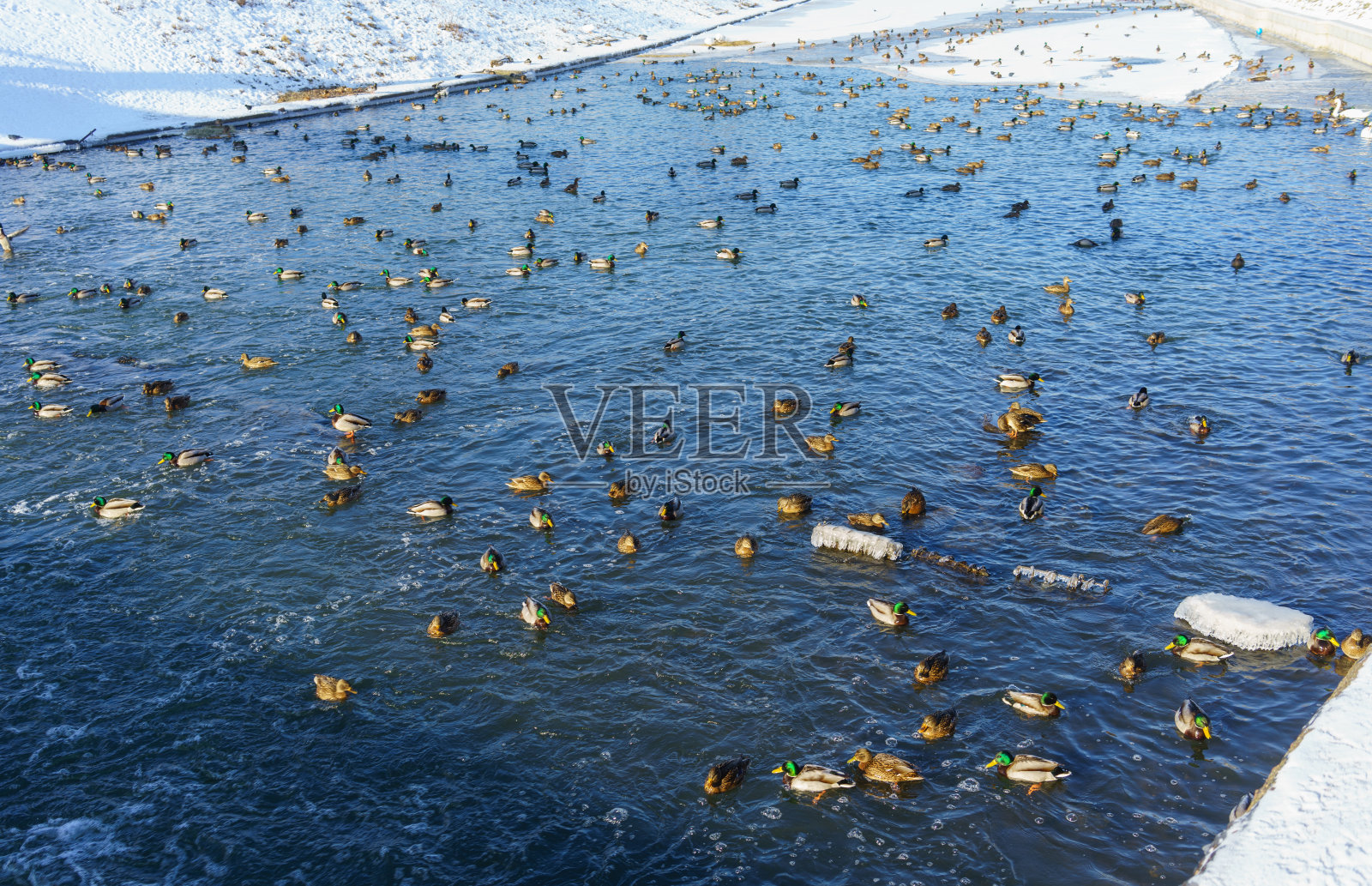 城市的动物照片摄影图片