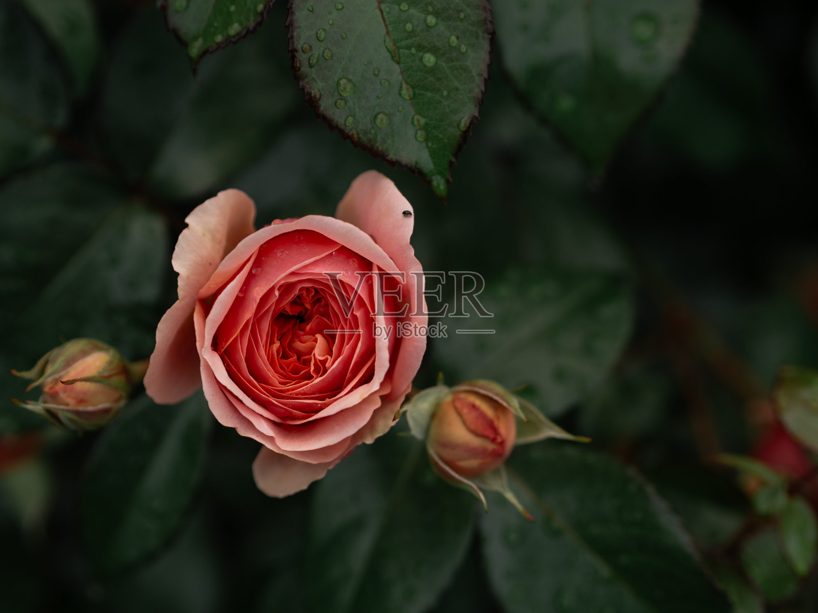 玫瑰。花园里的粉红玫瑰。照片摄影图片