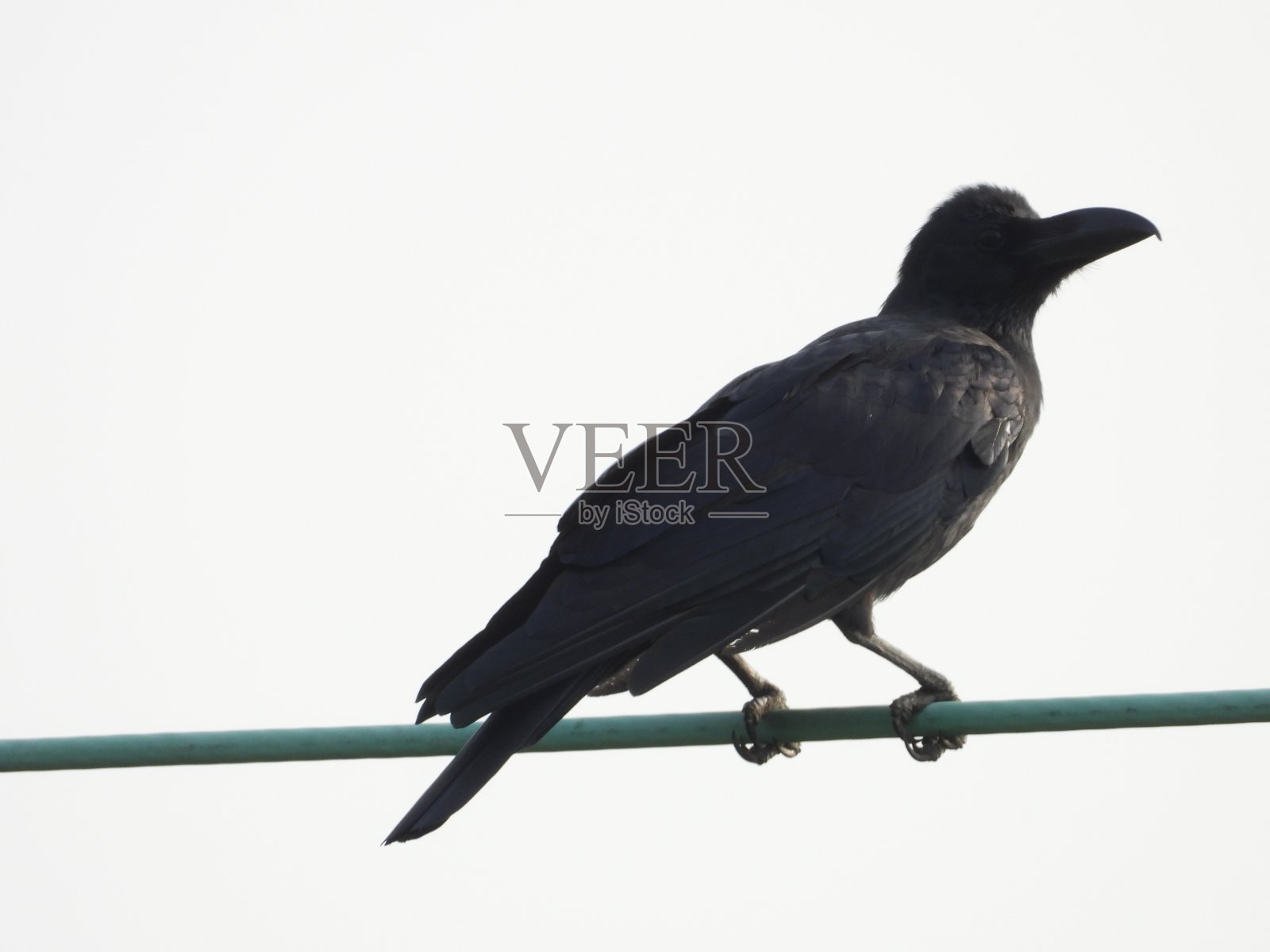 大宣传乌鸦照片摄影图片