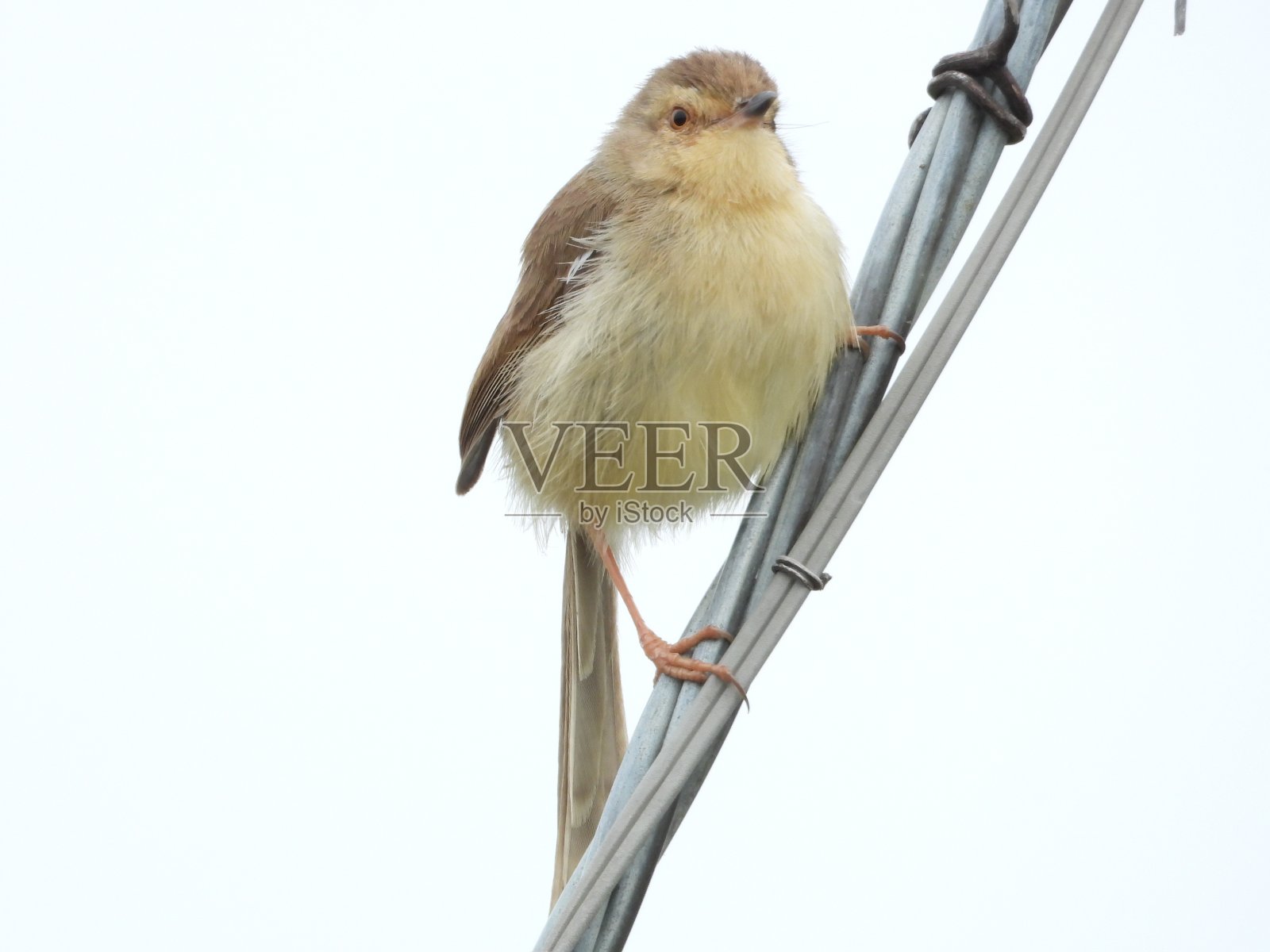 普瑞尼亚照片摄影图片