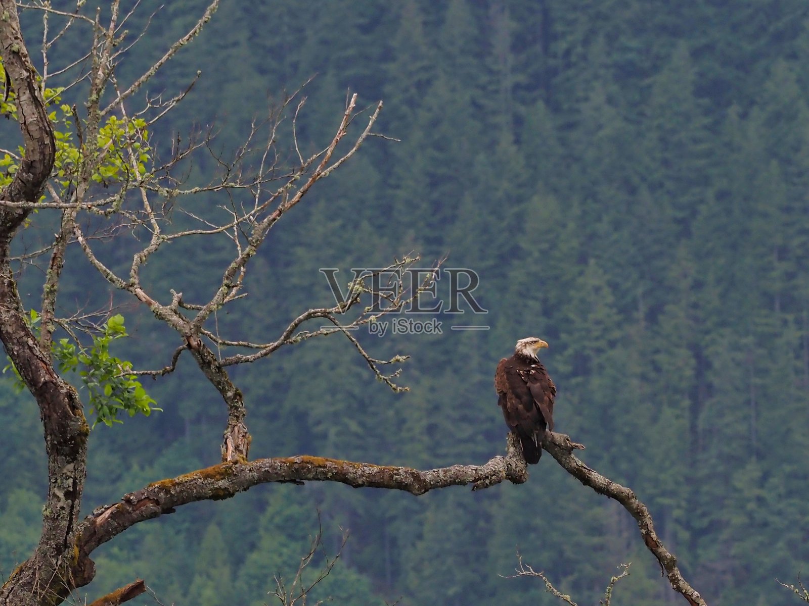 鹰照片摄影图片