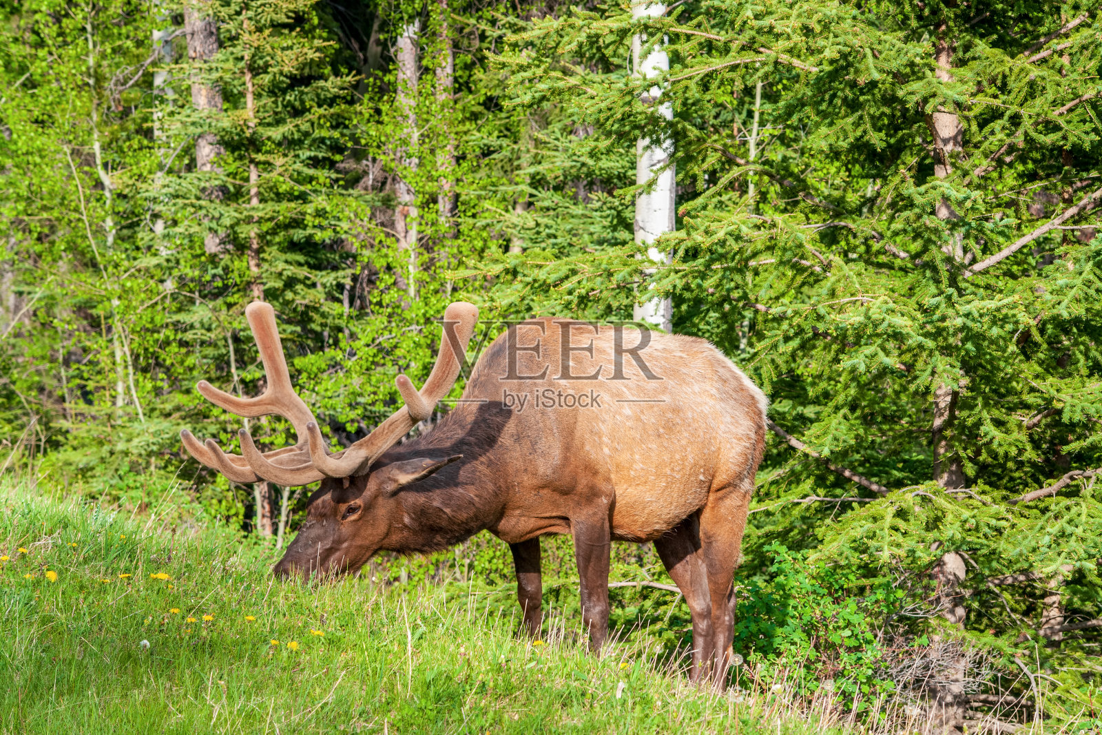 加拿大阿尔伯塔省的贾斯珀国家公园里，春天，有角的鹿在吃草照片摄影图片