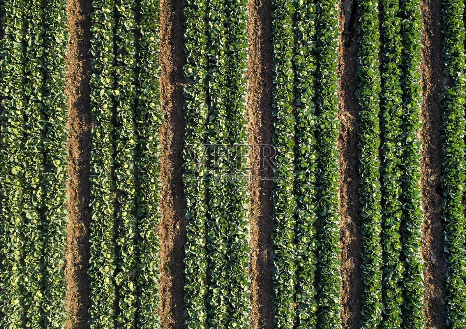 农田里成行的卷心菜，无人机鸟瞰图。照片摄影图片