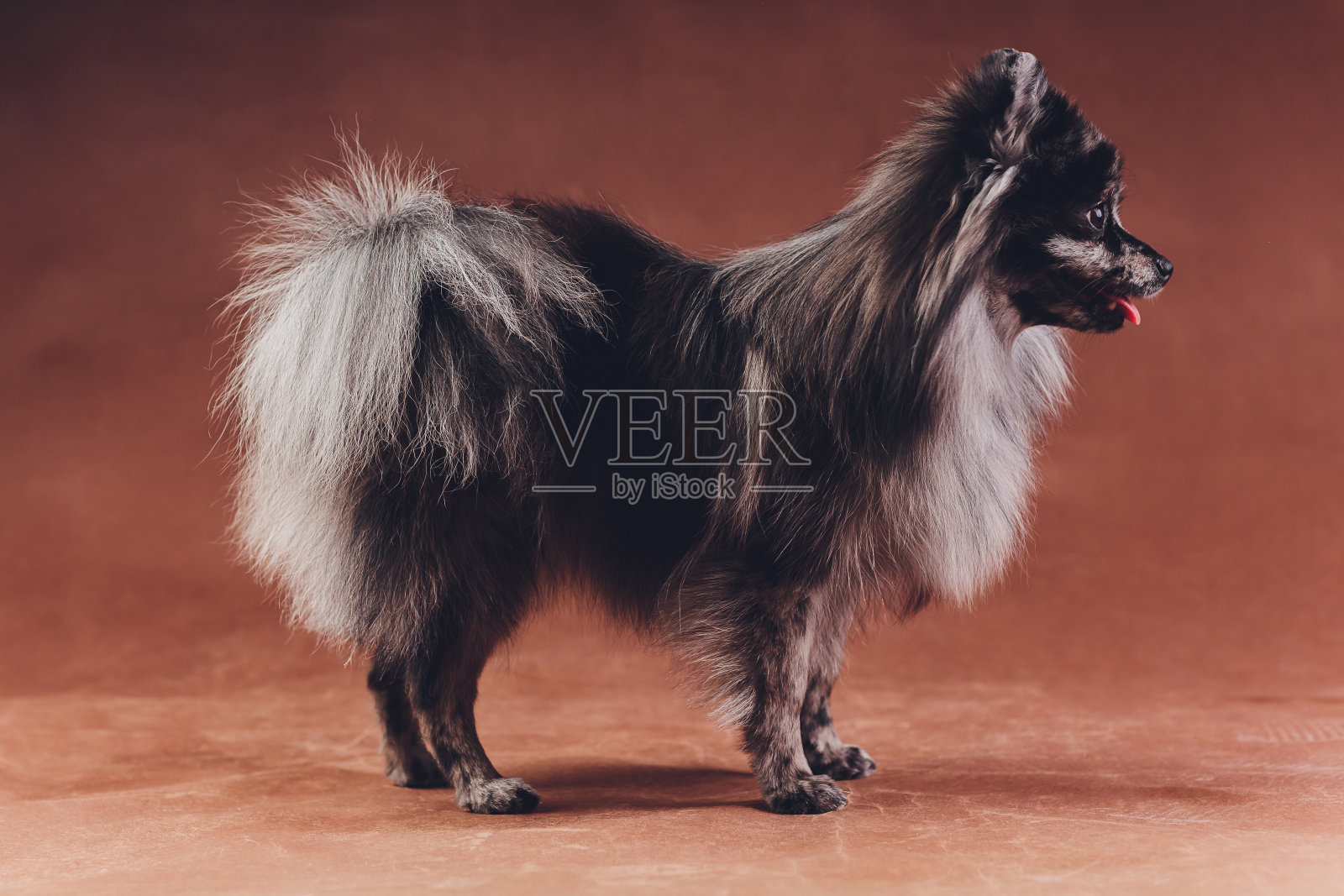 幼狼斯帕斯的肖像在工作室拍摄在一个深灰色的背景。照片摄影图片