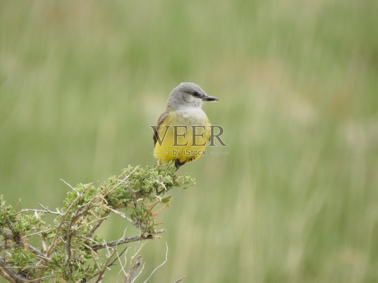 西方美洲食蜂鹟照片摄影图片