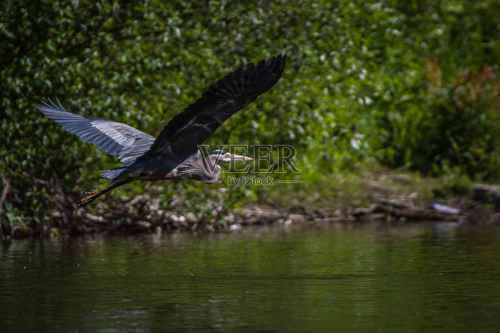 速度河鹭照片摄影图片