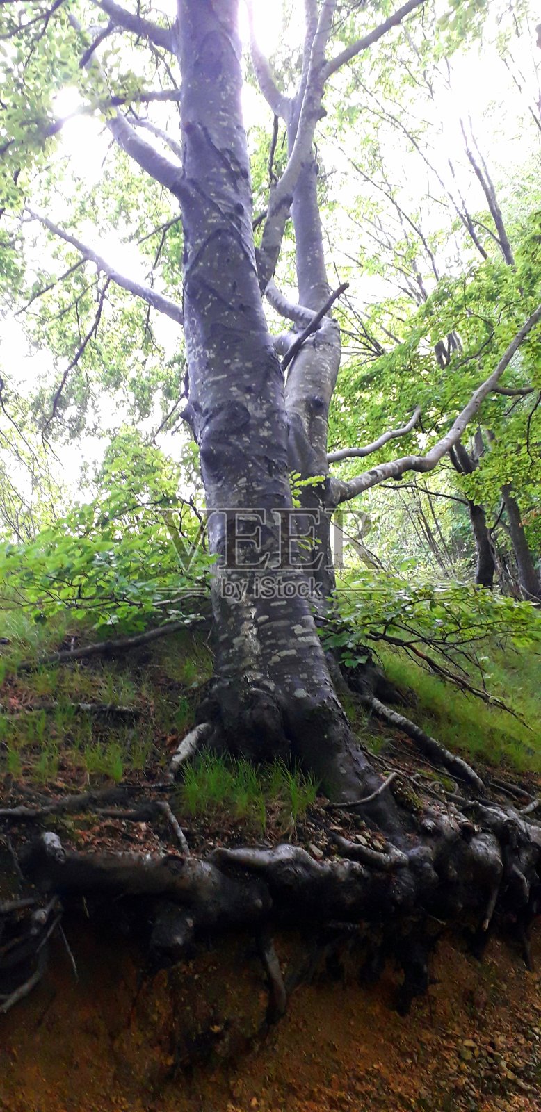 在意大利莱西尼亚令人眼花缭乱的绿意中，去迷人的森林旅行照片摄影图片
