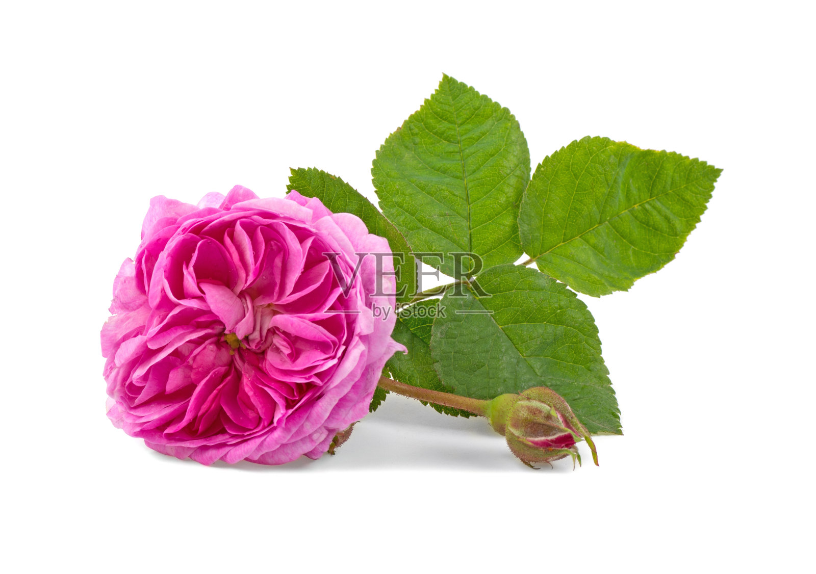 白色背景上的两个玫瑰花蕾，孤立。照片摄影图片