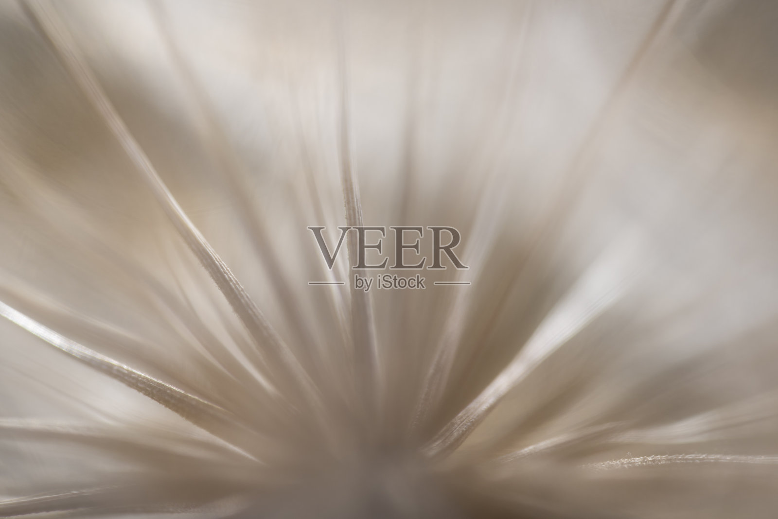 蒲公英照片摄影图片