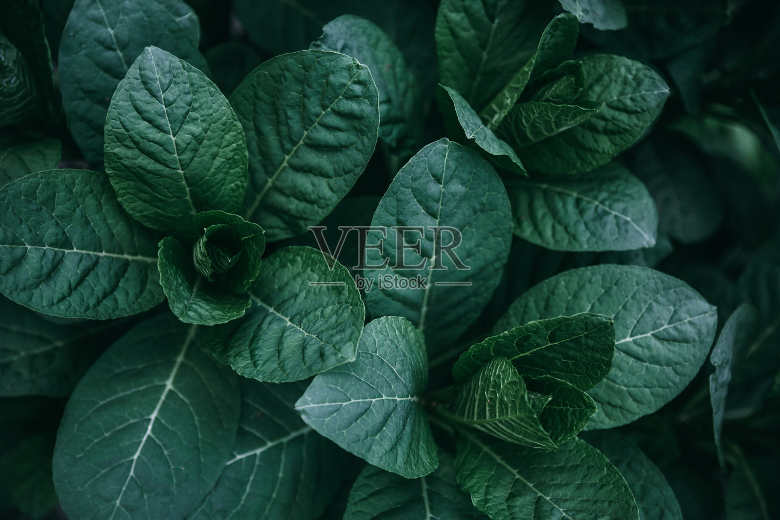 在黑暗的雨林里的绿色异国树叶照片摄影图片