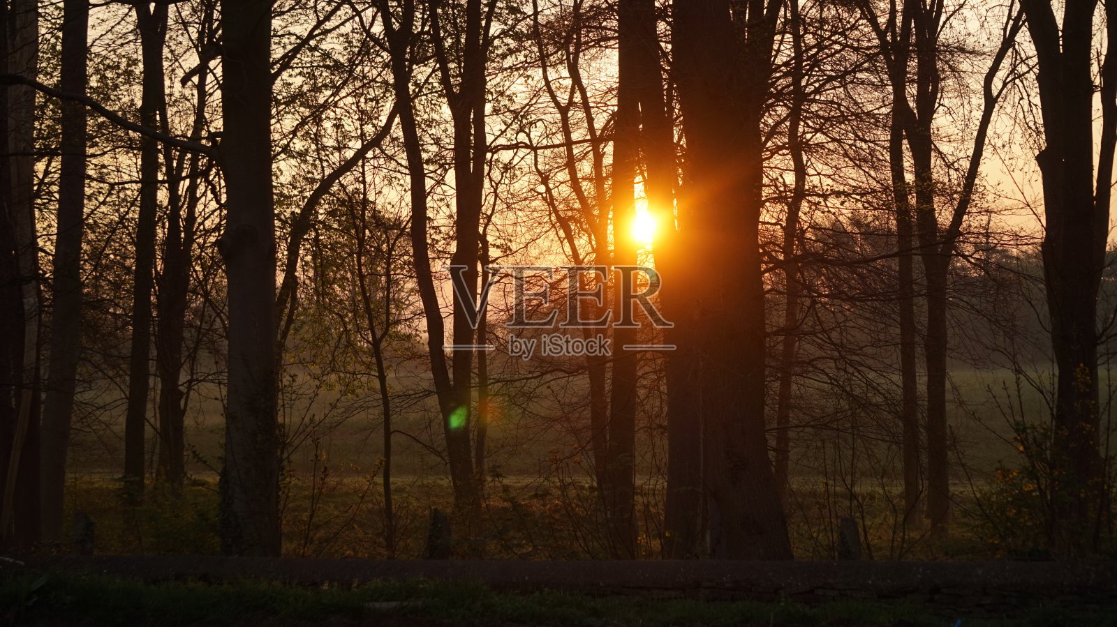 太阳从光秃秃的树下升起。照片摄影图片