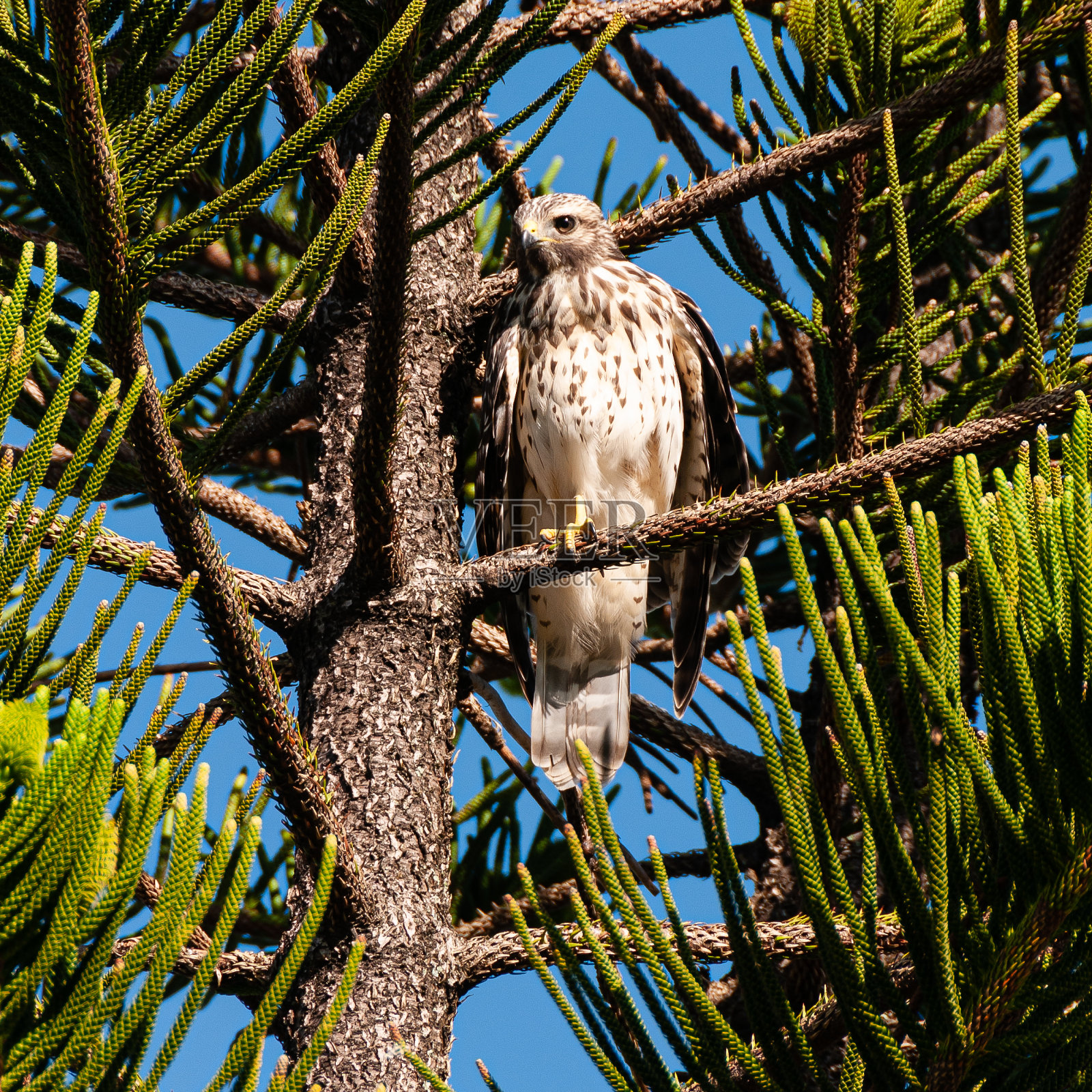 猛禽照片摄影图片