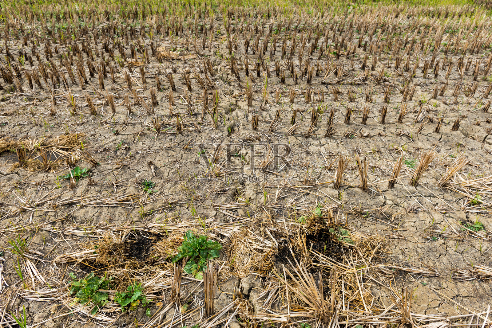 稻田照片摄影图片