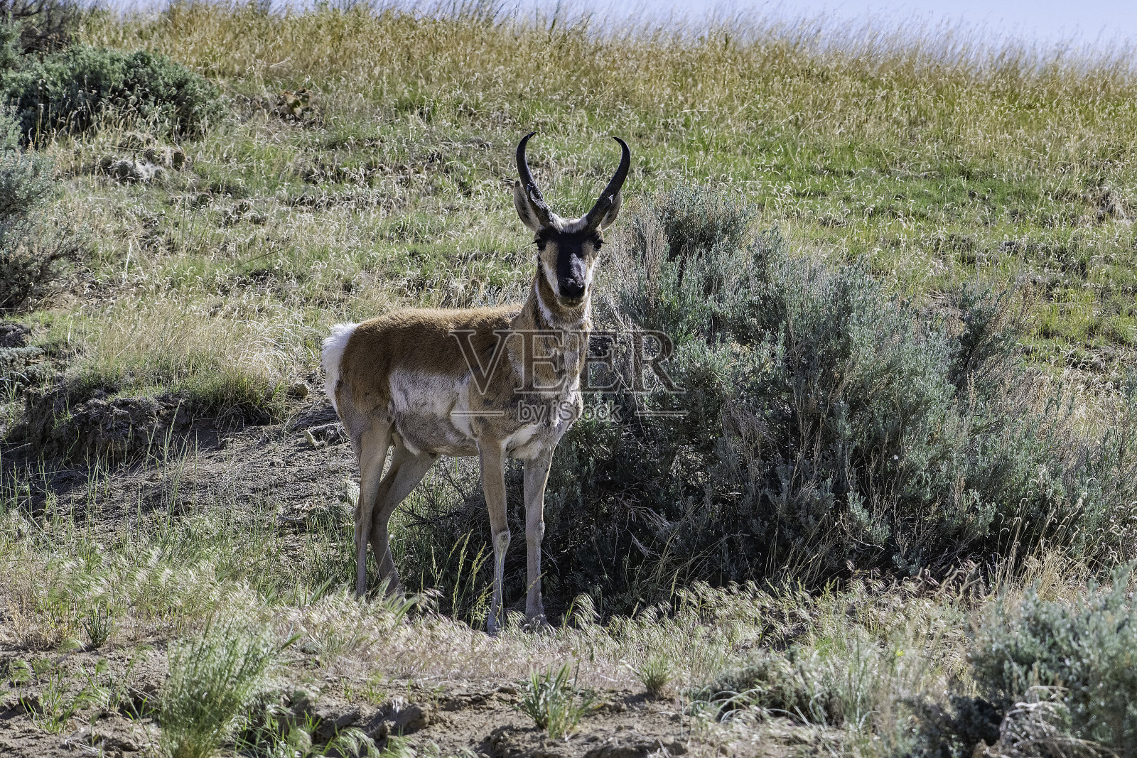 怀俄明州高山沙漠中的羚羊照片摄影图片