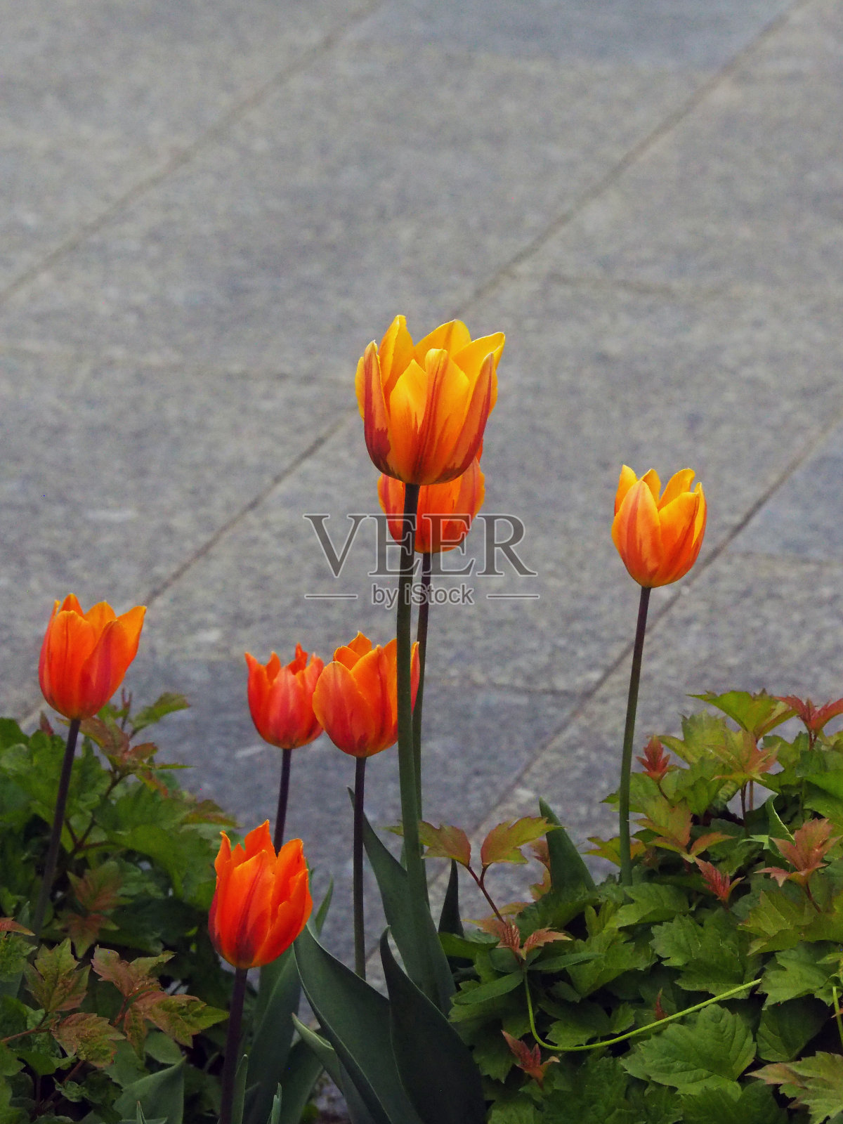 橙色郁金香映衬着灰色大理石瓷砖照片摄影图片